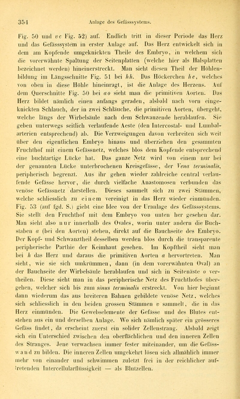 Fig. 50 und vc Fig. 52) auf. Endlich tritt in dieser Periode das Herz und das Gefässsystem in erster Anlage auf. Das Herz entwickelt sich in dem am Kopfende umgeknickten Theile des Embryo, in welchem sich die vorerwähnte Spaltung der Seitenplatten (welche Jiier als Halsplatten bezeichnet werden) hineinerstreckt. Man sieht diesen Theil der Hühlen- bildung im Längsschnitte Fig. 51 bei hh. Das Höckerchen he, welches von oben in diese Höhle hineinragt, ist die Anlage des Herzens. Auf dem Querschnitte Fig. 50 bei ao sieht man die primitiven Aorten. Das Herz bildet nämlich einen anfangs geraden, alsbald nach vorn einge- knickten Schlauch, der in zwei Schläuche, die primitiven Aorten, übergeht, welche längs der Wirbelsäule nach dem Schwanzende herablaufen. Sie geben unterwegs seitlich verlaufende Aeste (den Intercostal- und Lumbai- arterien entsprechend) ab. Die Verzweigungen davon verbreiten sich weit über den eigentlichen Embryo hinaus und überziehen den gesammteu Fruchthof mit einem Gefässnetz, welches blos dem Kopfende entsprechend eine buchtartige Lücke hat. Das ganze Netz wird von einem nur bei der genannten Lücke unterbrochenen Kreisgefässe, der Vejia terminalis, peripherisch begrenzt. Aus ihr gehen wieder zahlreiche central verlau- fende Gefässe hervor, die durch vielfache Anastomosen verbunden das venöse Gefässnetz darstellen. Dieses sammelt sich zu zwei Stämmen, welche schliesslich zu einem vereinigt in das Herz wieder einmünden. Fig. 53 (auf fgd. S.) giebt eine Idee von der Üranlage des Gefässsystems. Sie stellt den Fruchthof mit dem Embryo von unten her gesehen dar. Man sieht also nur innerhalb des Ovales, worin unter andern die Buch- staben a (bei den Aorten) stehen, direkt auf die Bauchseite des Embryo. Der Kopf- und Schwanztheil desselben werden blos durch die transparente peripherische Parthie der Keimhaut gesehen. Im Kopftheil sieht man bei h das Herz und daraus die primitiven Aorten a hervortreten. Man sieht, wie sie sich umkrümmen, dann (in dem vorerwähnten Oval) an der Bauchseite der Wirbelsäule herablaufen und sich in Seitenäste o ver- theilen. Diese sieht man in das peripherische Netz des Fruchthofes über- gehen, welcher sich bis zum sinus terminalis erstreckt. Von hier lieginnt dann wiederum das aus breiteren Bahnen gebildete venöse Netz, welches sich schliesslich in den beiden grossen Stämmen v sammelt, die in das Herz einmünden. Die Gewebselemente der Gefässe und des Blutes ent- stehen aus ein und derselben Anlage. Wo sich nämlich später ein grösseres Gefäss findet, da erscheint zuerst ein sohder Zellenstrang. Alsbald zeigt sich ein Unterschied zwischen den oberflächlichen und den inneren Zellen des Stranges. Jene verwachsen immer fester miteinander, um die Gefäss- wand zu bilden. Die inneren Zellen umgekehrt lösen sich allmählich immer mehr von einander und schwimmen zuletzt frei in der reichlicher auf- tretenden Intercellularflüssidieit — als Blutzellen,