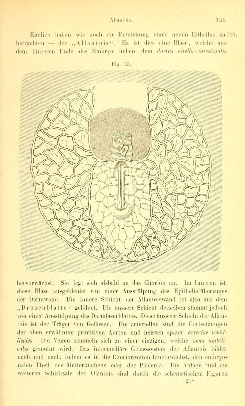 Alliiiiliiis. Endlich IimIx'u wir iincli die l'jilslcliiiri;^ rincs iiriirn l'jilicHrv /ii ',27. ht'lraolilcii — ilcr ,, A 11 ii n I <» is'. Ks isl dirs eine Ithisc, welche ;iiis (lern hillleren linde des hlndiivo neheii (h'ni iIkcIiis rildln iiilcs(iiiiih\ rii^. 53. ^fe</^/^^/?;^vi^5522M:S^i,;Ä^i2;r24?^^^ hervorwächst. Sie legt sich alshald an das Chorion an. Im Inneren ist diese Blase ausgekleidet von einer Ausstülpung des Epithelialülierzuges der Darinwand. Die innere Schicht der Allantoiswand ist also aus dem „Drüsenhlat te gehildet. Die äussere Schicht dersclhen stammt jedoch von einer Ausstülpung des Darmfaserhlatles. Diese äussere Schicht der Allan- tois ist der Träger von Gefässen. Die arteriellen sind die Forlsetzungen der ohen erwähnten primitiven Aorten und heissen später arteiiae umbi- licales. Die Venen sammeln sich zu einer einzigen, welche veno umbili- calis genannt wird. Das intermediäre Gefässsystem der Allantois l)ildet nach und nach, indem es in die Chorionzotteu hineinwächst, den emhryo- nalen Theil des Mutterkuchens oder der Placenta. Die Anlage und die w^eiteren Schicksale der Allantois sind durch die schematischen Figuren 23*