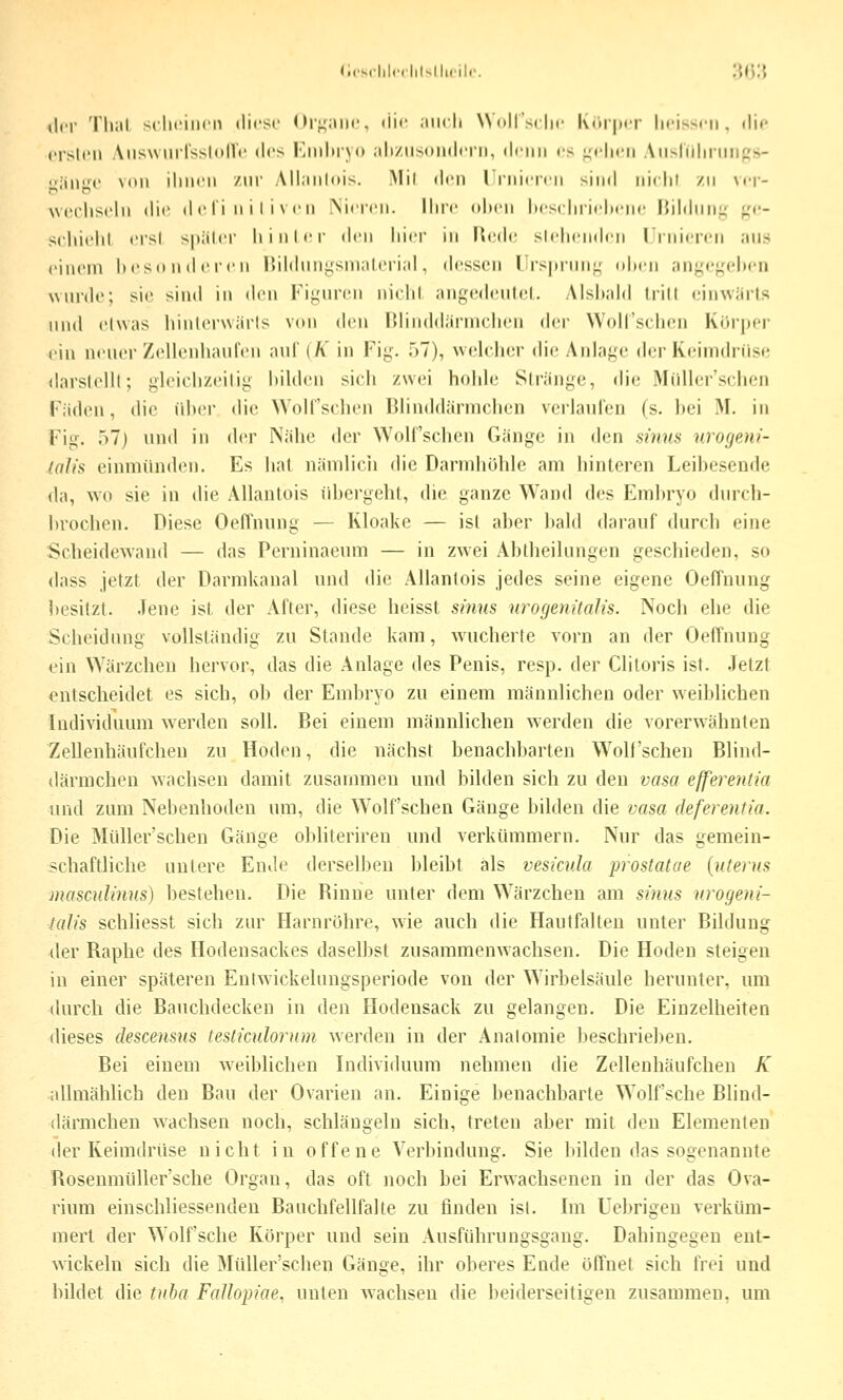 Kcsi'lili'clilsllirilr. :{():{ der Tli;il scliciiicn diese Ol'^Miie, die ;iu(li Wdll'sclie l\(ii|)ir |ici>Mti, die rrsleii AnswurlsslonV' des Embryo alizusoiidein, denn es -ehen Aiislidiinnjis- '■iiii^a' von iliiUMi zur Allanlois. Mil den l inieren sind ni( lil zn vei- Nvecliselu <lii' definitiven iNieren. Ihre (dien Iteschrieln-ne ISildnni; ^-e- schield ersi spiiler hinter den hier in Ueih- stehenden I rnieim ans «'inein hcsniideren l'ihhinysnialerial, (h'ssen l'rsprnn^ ohen anye^M'hen uurde; sie sind in (h'n Fij^'uren nicht angcdenlol. Alshahl tritt cinwürls und etwas hinterwärts von den Blinddärmclien der WolTschcn Körper ein neuer Zellenhauren anl' {K in Fig. 57), welcher die Anlage der Keinidnise <larslellt; gleichzeitig hildon sich zwei hohle Stränge, die Miiller'schen Fäden, die üher die Wolfschen Blinddärnichen vcrlaulen (s. bei M. in Fig. 57) und in der Nähe der Wolfschen Gänge in den shius urogeiii- lalis einmünden. Es bat nämlich die Darmhoble am hinteren Leibeseude da, wo sie in die Allantois übergebt, die ganze Wand des Embryo durcb- bvocben. Diese OelTnung — Kloake — ist aber bald darauf durch eine Scbeidcwand — das Pcrninaeum — in zwei Abtbeilungen gescbieden, so dass jetzt der Darmkanal und die Allantois jedes seine eigene Oeffnung iiesitzt. .Tene ist der After, diese heisst sinus nrogenitalis. Noch ehe die Scheidung vollständig zu Stande kam, wucherte vorn an der Oeffnung ein Wärzchen hervor, das die Anlage des Penis, resp. der Clitoris ist. .letzt entscheidet es sich, ob der Embryo zu einem männlichen oder weiblichen Individuum werden soll. Bei einem männlichen werden die vorerwähnten Zellenhäufchen zu Hoden, die nächst benachbarten W^olfschen Blind- därmchen wachsen damit zusammen und bilden sich zu den vasa efferentia und zum Nebenhoden um, die Wolfschen Gänge bilden die vasa deferentia. Die Müller'schen Gänge obliteriren und verkümmern. Nur das gemein- üchaftlicbe unlere Ende derselben bleibt als vesicula lyrostatue {uterns mascnlinus) bestehen. Die Binne unter dem Wärzchen am sinus vrogeni- hilfs schliesst sich zur Harnröhre, wie auch die Hautfalten unter Bildung der Raphe des Hodensackes daselbst zusammenw^achsen. Die Hoden steigen in einer späteren Entwickelungsperiode von der Wirbelsäule herunter, um durch die Bauchdecken in den Hodensack zu gelangen. Die Einzelheiten dieses descensus tesliculomm werden in der Anatomie beschrieben. Bei einem weiblichen Individuum nehmen die Zellenhäufchen K ^dlmähhch den Bau der Ovarien an. Einige benachbarte Wolf sehe Bliud- därmchen wachsen noch, schlängeln sich, treten aber mit den Elementen der Keimdrüse nicht in offene Verbindung. Sie bilden das sogenannte Rosenmüller'sche Organ, das oft noch bei Erwachsenen in der das Ova- rium einschliessenden Bauchfellfalte zu finden ist. Im Uebrigen verküm- mert der Wolf sehe Körper und sein Ausführungsgang. Dahingegen ent- wickeln sich die Müller'schen Gänge, ihr oberes Ende öffnet sich frei und bildet die tnha Fallopiae, unten Avachsen die beiderseitigen zusammen, um