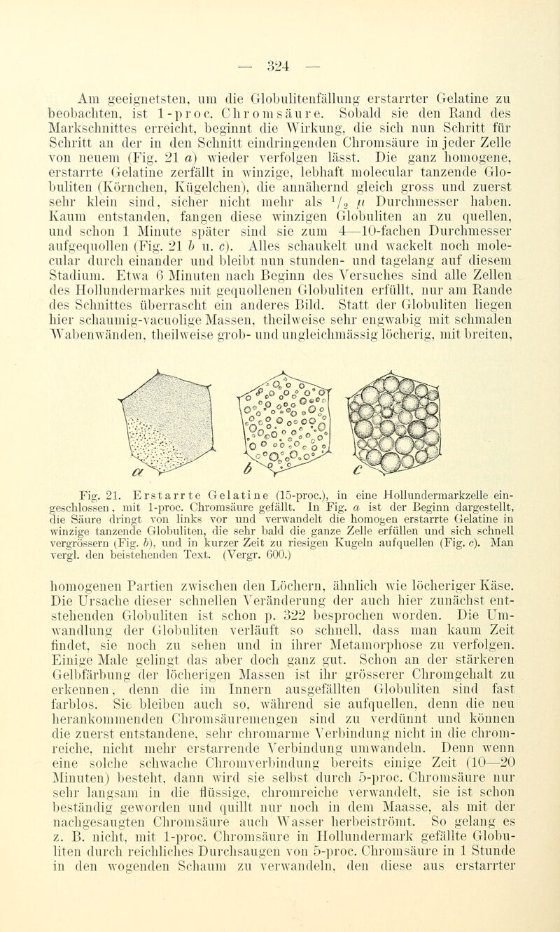 Am geeignetsten, um die Globulitenfällung erstarrter Gelatine zu beobachten, ist 1-proc. Chrom säure. Sobald sie den Rand des Markschnittes erreicht, beginnt die Wirkung, die sich nun Schritt für Schritt an der in den Schnitt eindringenden Chromsäure in jeder Zelle von neuem (Fig. 21 a) wieder verfolgen lässt. Die ganz homogene, erstarrte Gelatine zerfällt in winzige, lebhaft molecular tanzende Glo- buliten (Körnchen, Kügelchen), die annähernd gleich gross und zuerst sehr klein sind, sicher nicht mehr als ^/g /' Durchmesser haben. Kaum entstanden, fangen diese winzigen Globuliten an zu quellen, und schon 1 Minute später sind sie zum 4—10-fachen Durchmesser aufgequollen (Fig. 21 h u. c). Alles schaukelt und wackelt noch mole- cular durch einander und bleibt nun stunden- und tagelang auf diesem Stadium. Etwa 6 Minuten nach Beginn des Versuches sind alle Zellen des Hollundermarkes mit gequollenen Globuliten erfüllt, nur am Rande des Schnittes überrascht ein anderes Bild. Statt der Globuliten liegen hier schaumig-vacuolige Massen, theilweise sehr engwabig mit schmalen Wabenwänden, theilweise grob- und ungleichmässig löcherig, mit breiten, Fig. 21. Erstarrte Gelatine (lo-proc), in eine Hollundermarkzelle ein- geschlossen , mit 1-proc. Chromsänre gefällt. In Fig. a ist der Beginn dargestellt, die Säure dringt von links vor und verwandelt die homogen erstarrte Gelatine in winzige tanzende Globuliten, die sehr bald die ganze Zelle erfüllen und sich schnell vergrössern (Fig. b), und in kurzer Zeit zu riesigen Kugeln aufquellen (Fig. c). Man vergl. den beistehenden Text. (Vergr. 600.) homogenen Partien zwischen den Löchern, ähnlich wie löcheriger Käse. Die Ursache dieser schnellen Veränderung der auch hier zunächst ent- stehenden Globuliten ist schon p. 322 besprochen worden. Die Um- wandlung der Globuliten verläuft so schnell, dass man kaum Zeit findet, sie noch zu sehen und in ihrer Metamorphose zu verfolgen. Einige Male gelingt das aber doch ganz gut. Schon an der stärkeren Gelbfärbung der löcherigen Massen ist ihr grösserer Chromgehalt zu erkennen, denn die im Innern ausgefällten Globuliten sind fast farblos. Sie bleiben auch so, während sie aufquellen, denn die neu herankommenden Chrorasäuremengen sind zu verdünnt und können die zuerst entstandene, sehr chromarme Verbindung nicht in die chrom- reiche, nicht mehr erstarrende Verbindung umwandeln. Denn wenn eine solche schwache Chromverbindung bereits einige Zeit (10—20 Minuten) besteht, dann wird sie selbst durch 5-proc. Chromsäure nur sehr langsam in die flüssige, chromreiche verwandelt, sie ist schon beständig geworden und quillt nur noch in dem Maasse, als mit der nachgesaugten Chromsäure auch Wasser herbeiströmt. So gelang es z. B. nicht, mit 1-proc. Chromsäure in Hollundermark gefällte Globu- liten durch reichliches Durchsaugen von 5-proc. Chrom säure in 1 Stunde in den wogenden Schaum zu verwandeln, den diese aus erstarrter