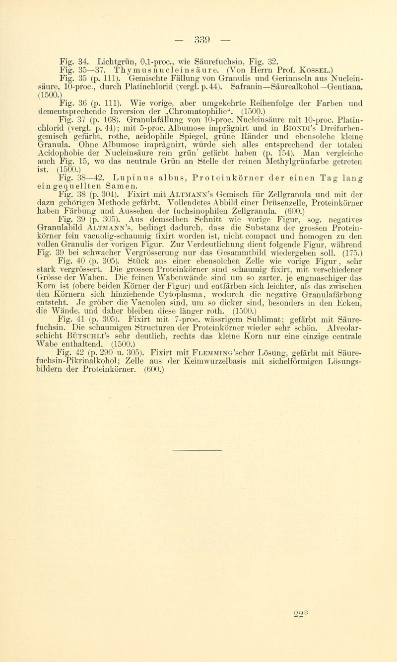 Fig. 34. Lichtgrün, 0,1-proc., wie Säurefuchsin, Fig. 32. Fig. 35—37. Thymusnucleinsäure. (Von Herrn Prof. Kossel.) Fig. 35 (p. 111). Gemischte Fällung von Granulis und Gerinnseln aus Nuclein- säure, lO-proc, durch Platinchlorid (vergl. p.44). Safranin—Säurealkohol—Gentiana. (1500.) Fig. 36 (p. 111). Wie vorige, aber umgekehrte Eeihenfolge der Farben imd dementspiechende Inversion der „Chromatophilie. (1500.) Fig. 37 (p. 168). Granulafällung von 10-proc. Nucleinsäure mit 10-proc. Platin- chlorid (vergl. p. 44); mit 5-proc. Albumose iraprägnirt und in BiOjSTDi's Dreifarben- gemisch gefärbt, rothe, acidophile Spiegel, grüne Ränder und ebensolche kleine Granula. Ohne Albumose imprägnirt, würde sich alles entsprechend der totalen Acidophobie der Nucleinsäure rem grün' gefärbt haben (p. 154). Man vergleiche auch Fig. 15, wo das neutrale Grün an Stelle der reinen Methylgrünfarbe getreten ist. (1500.) Fig. 38—42. Lupinus albus, Proteinkörner der einen Tag lang eingequellten Samen. Fig. 38 (p. 304). Fixirt mit Altmank's Gemisch für Zellgranula und mit der dazu gehörigen Methode gefärbt. Vollendetes Abbild einer jDrüsenzelle, Proteinkörner haben Färbung und Aussehen der fuchsinophilen Zellgranula. (600.) Fig. 39 (p. 305). Aus demselben Schnitt wie vorige Figur, sog. negatives Granulabild Altmann's, bedingt dadurch, dass die Substanz der grossen Protein- körner fein vacuolig-schaumig fixirt worden ist, nicht compact und homogen zu den vollen Granulis der vorigen Figur. Zur Verdeutlichung dient folgende Figur, während Fig. 39 bei schwacher Vergrösserung nur das Gesammtbild wiedergeben soll. (175.) Fig. 40 (p. 305). Stück aus einer ebensolchen Zelle wie vorige Figur, sehr stark vergrössert. Die grossen Proteinkörner sind schaumig fixirt, mit verschiedener Grösse der Waben. Die feinen Wabenwände sind um so zarter, je engmaschiger das Korn ist (obere beiden Körner der Figur) und entfärben sich leichter, als das zwischen den Körnern sich hinziehende Cytoplasma, wodurch die negative Granulafärbung entsteht. Je gröber die Vacuolen sind, um so dicker sind, besonders in den Ecken^ die Wände, und daher bleiben diese länger roth. (1500.) Fig. 41 (p. 305). Fixirt mit 7-proc. wässrigem Sublimat; gefärbt mit Säure- fuchsin. Die schaumigen Structuren der Proteinkörner wieder sehr schön. Alveolar- schicht BÜTSCHLi's sehr deutlich, rechts das kleine Korn nur eine einzige centrale Wabe enthaltend. (1500.) _Fig._ 42 (p. 290 u. 305). Fixirt mit FLEMMiNG'scher Lösung, gefärbt mit Säure- fuchsin-Pikrinalkohol; Zelle aus der Keimwurzelbasis mit sichelförmigen Lösungs- bildern der Proteinkörner. (600.) 2^