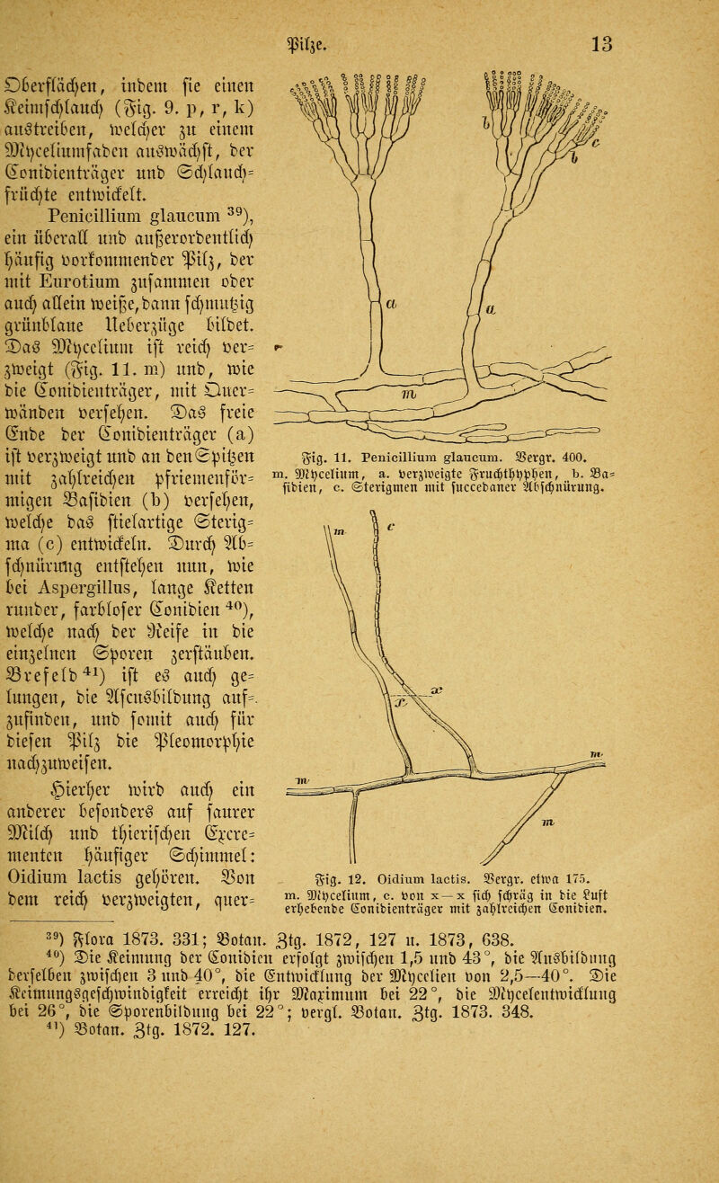 Dberflädjen, inbem fie einen $etmfdj(audj (gig. 9. p, r, k) auftreiben, toeldjer 31t einem ■ÜOtyceliumfaben aitStoädjji, ber GTcnibtenträger nnb ©d)tand)= frönte enütüdelt. Penicillium glaucum 39), ein überall nnb aufjerorbentüd) tyäufig üovfommenber ^(3, ber mit Eurotium gnfammen ober and) allein n)eige,bann fdnuutjig grünblaue Heb erlüge bilbet. 3)aö 93ct)cclium ift reid; t>er= gtoetgt (gig. 11. m) nnb, mie bie (fontbienträger, mit Ouer= mänben öevfefyen. ®a3 freie (2nbe ber (jonibtenträger (a) ift toerjtoeigt nnb an ben Spieen mit 3aljlreid)eit pfriemertför- migen 23afibien (b) toerfel;ett, metd;e ba3 ftietartige ©tcrig= ma (c) entmideln. ®urd) 5lb= fdmürtmg entfielen nun, tote bei Aspergillus, lange Letten ruuber, farblofer donibien40), treidle nad) ber ^eife in bie einjelnen (Sporen jerftäuben. 23refefb41) ift e§ aud; ge= tagen, bie 2lfcu3bt(bung auf=. pfinben, nnb fcmit aud) für biefen SJHIj bie ^(eomorpfyie nadjjutoetfen. ^ierfyer mirb audj ein anberer befonberS auf faurer yjliify nnb tfyierifdjen @rcre= menten häufiger ©djtmmet: Oidium lactis gehören. 33on bem reid) oe^toeigten, quer= %'iq. 11, Penicillium glaucum. SSevgr. 400. m. gjjtycdium, a. toerjtteigte $rudj)tljty^en, b. 5Bct= fibien, c ©terigmen mit fuccebcmer 2lfcfdjmüvung. $ig. 12. Oidium lactis. 23evgi*. ettoa 175. m. SOf^cetiittn, c toon x —x fid) f$räg in bie £uft erljefrenbe (üonibienträger mit ja^lreii^en Sonibien. 39) fttora 1873. 331; Q3otan. 3tg. 1872, 127 u. 1873, 638. 40) 2>ie Äeinumg ber (Sonibicn erfolgt jtmfdjen 1,5 nnb 43°, bie 2Iu§bifbimg berfelbeit jraifdien 3imb40°, bie ©nntntftag ber äJtycclien üon 2,5—40°. S)ie Äämimg§gefd)tt)itibigfeit erreicht ifjr Sftarimum Bei 22 °, bie äftijcefenmndtag bei 26°, bie ©tooren&ilbung hä 22°; bergt. Sotan. 3tg. 1873. 348. 41) 23otan. 3tg. 1872. 127.