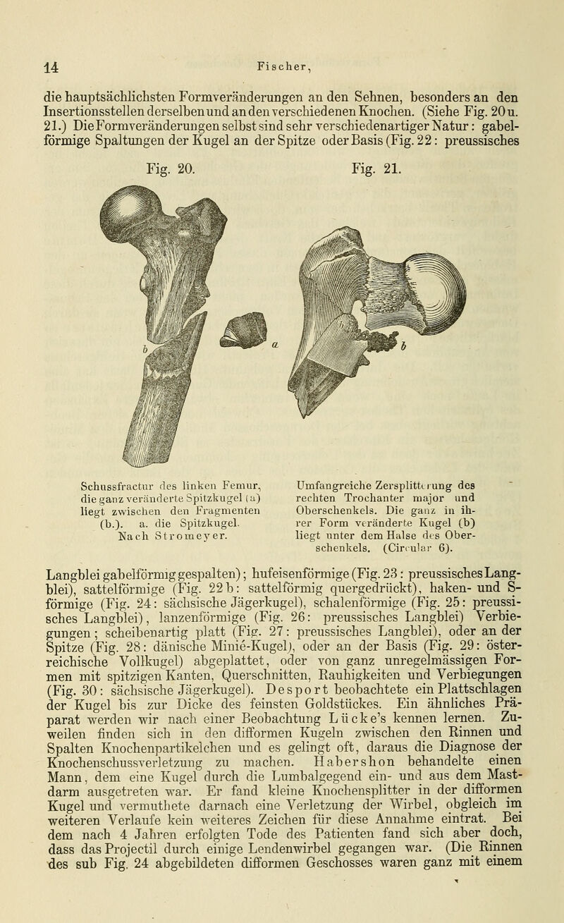 die hauptsächliclisten Formveränderungen an den Sehnen, besonders an den Insertionsstellen derselben und an den verschiedenen Knochen. (Siehe Fig. 20 u. 21.) Die Formveränderungen selbst sind sehr verschiedenartiger Natur: gabel- förmige Spaltungen der Kugel an der Spitze oderBasis(Fig. 22: preussisches Fig. 20. Fig. 21. Schussfractur des linken Femur, die ganz verändei'te Spitzkugel (a) liegt zwischen den Fragmenten (b.). a. die Spitzkugel. Nach Stromeyer. Umfangreiche Zersplitterung des rechten Trochanter major und Oberschenkels. Die ganz in ih- rer Form veränderte Kugel (b) liegt unter dem Halse dts Ober- schenkels, (Ciriular 6). Langblei gabelförmig gespalten); hufeisenförmige (Fig. 23: preussisches Lang- blei), sattelförmige (Fig. 22b: sattelförmig quergedrückt), haken-und S- förmige (Fig. 24: sächsische Jägerkugel), schalenförmige (Fig. 25: preussi- sches Langblei), lanzenförmige (Fig. 26: preussisches Langblei) Verbie- gungen; scheibenartig platt (Fig. 27: preussisches Langblei), oder an der Spitze (Fig. 28: dänische Minie-Kugelj, oder an der Basis (Fig. 29: öster- reichische Vollkugel) abgeplattet, oder von ganz unregelmässigen For- men mit spitzigen Kanten, Querschnitten, Rauhigkeiten und Verbiegungen (Fig. 30: sächsische Jägerkugel). De sport beobachtete ein Plattschlagen der Kugel bis zur Dicke des feinsten Goldstückes. Ein ähnliches Prä- parat werden wir nach einer Beobachtung Lücke's kennen lernen. Zu- weilen finden sich in den difformen Kugeln zwischen den Rinnen und Spalten Knochenpartikelchen und es gelingt oft, daraus die Diagnose der Knochenschussverletzung zu machen. Habershon behandelte einen Mann, dem eine Kugel durch die Lumbaigegend ein- und aus dem Mast- darm ausgetreten war. Er fand kleine Knochensplitter in der difformen Kugel und vermuthete darnach eine Verletzung der Wirbel, obgleich ina weiteren Verlaufe kein weiteres Zeichen für diese Annahme eintrat. Bei dem nach 4 Jahren erfolgten Tode des Patienten fand sich aber doch, dass das Projectil durch einige Lendenwirbel gegangen war. (Die Rinnen des sub Fig. 24 abgebildeten difformen Geschosses waren ganz mit einem