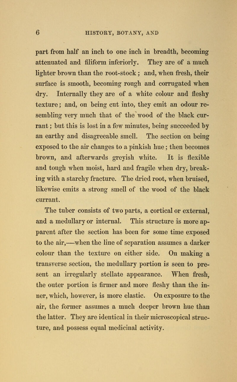 part from half an inch to one inch in breadth, becoming attenuated and filiform inferiorly. They are of a much lighter brown than the root-stock; and, when fresh, their surface is smooth, becoming rough and corrugated when dry. Internally they are of a white colour and fleshy texture; and, on being cut into, they emit an odour re- sembling very much that of the wood of the black cur- rant ; but this is lost in a few minutes, being succeeded by an earthy and disagreeable smell. The section on being exposed to the air changes to a pinkish hue; then becomes brown, and afterwards greyish white. It is flexible and tough when moist, hard and fragile when dry, break- ing with a starchy fracture. The dried root, when bruised, likewise emits a strong smell of the wood of the black currant. The tuber consists of two parts, a cortical or external, and a medullary or internal. This structure is more ap- parent after the section has been for some time exposed to the air,—when the line of separation assumes a darker colour than the texture on either side. On making a transverse section, the medullary portion is seen to pre- sent an irregularly stellate appearance. When fresh, the outer portion is firmer and more fleshy than the in- ner, which, however, is more elastic. On exposure to the air, the former assumes a much deeper brown hue than the latter. They are identical in their microscopical struc- ture, and possess equal medicinal activity.