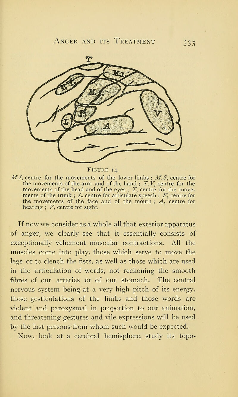 Figure 14. M.I, centre for the movements of the lower limbs ; M.S, centre for the movements of the arm and of the hand ; T. Y, centre for the movements of the head and of the eyes ; T, centre for the move- ments of the trunk ; L, centre for articulate speech ; i7, centre for the movements of the face and of the mouth ; A, centre for hearing ; V, centre for sight. If now we consider as a whole all that exterior apparatus of anger, we clearly see that it essentially consists of exceptionally vehement muscular contractions. All the muscles come into play, those which serve to move the legs or to clench the fists, as well as those which are used in the articulation of words, not reckoning the smooth fibres of our arteries or of our stomach. The central nervous system being at a very high pitch of its energy,, those gesticulations of the limbs and those words are violent and paroxysmal in proportion to our animation, and threatening gestures and vile expressions will be used by the last persons from whom such would be expected. Now, look at a cerebral hemisphere, study its topo-