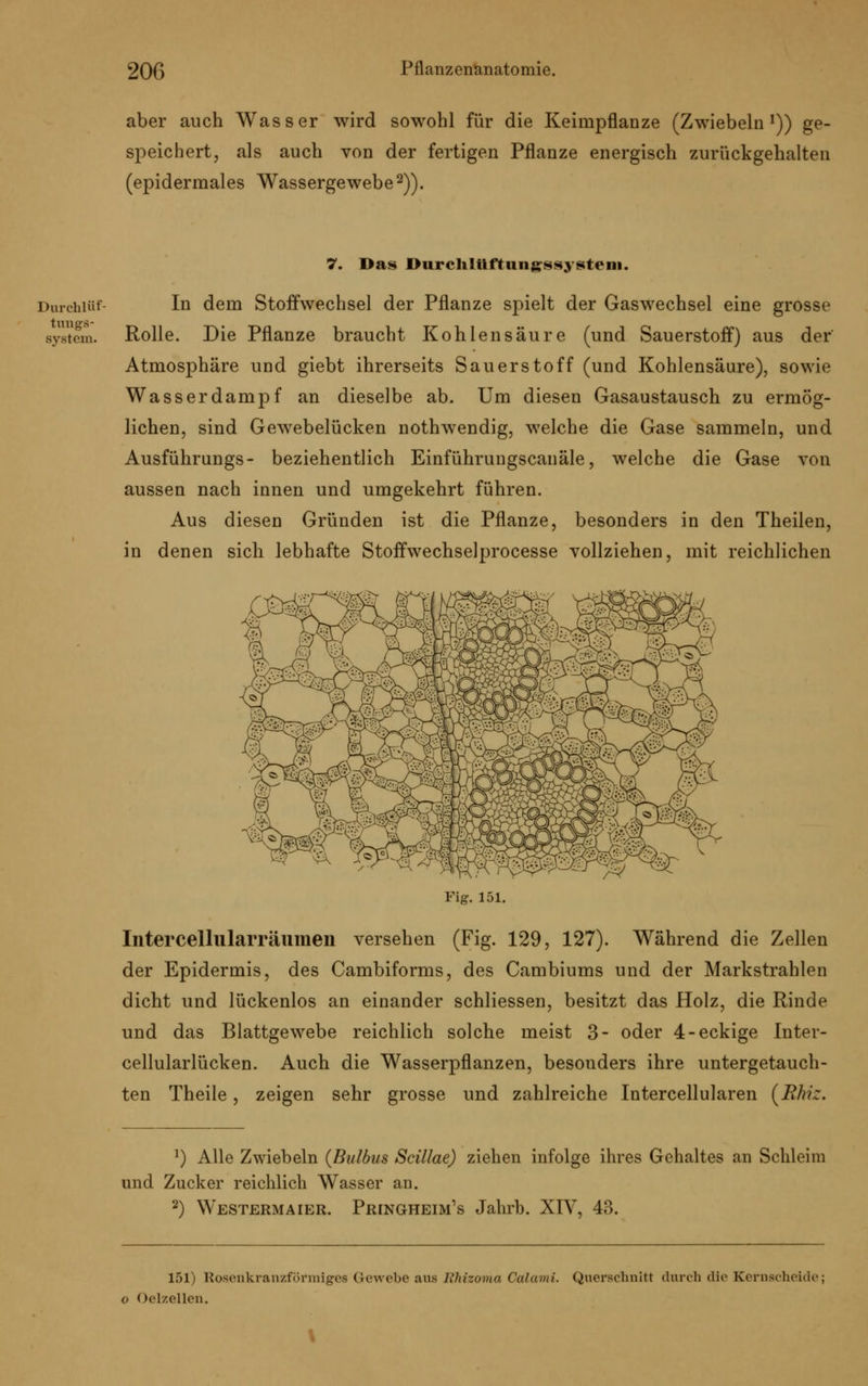 aber auch Wasser wird sowohl für die Keimpflanze (Zwiebeln1)) ge- speichert, als auch von der fertigen Pflanze energisch zurückgehalten (epidermales Wassergewebe2)). 7. Das Durcliltiftungssysteni. Durchiüf- In dem Stoffwechsel der Pflanze spielt der Gaswechsel eine grosse system. Rolle. Die Pflanze braucht Kohlensäure (und Sauerstoff) aus der Atmosphäre und giebt ihrerseits Sauerstoff (und Kohlensäure), sowie Wasser dampf an dieselbe ab. Um diesen Gasaustausch zu ermög- lichen, sind Gewebelücken nothwendig, welche die Gase sammeln, und Ausführungs- beziehentlich Einführungscanäle, welche die Gase von aussen nach innen und umgekehrt führen. Aus diesen Gründen ist die Pflanze, besonders in den Theilen, in denen sich lebhafte Stoffwechselprocesse vollziehen, mit reichlichen Fig. 151. Intercellularräumen versehen (Fig. 129, 127). Während die Zellen der Epidermis, des Cambiforms, des Cambiums und der Markstrahlen dicht und lückenlos an einander schliessen, besitzt das Holz, die Rinde und das Blattgewebe reichlich solche meist 3- oder 4-eckige Inter- cellularlücken. Auch die Wasserpflanzen, besonders ihre untergetauch- ten Theile, zeigen sehr grosse und zahlreiche Intercellularen (Rhfc. J) Alle Zwiebeln (Bulbus Scillae) ziehen infolge ihres Gehaltes an Schleim und Zucker reichlich Wasser an. 2) Westermaier. Pringheim's Jahrb. XIV, 43. 151) Rosenkranzförmiges Gewebe aus Rhizoma Oalami. Querschnitt durch die Kernscheide; o Oelzellen.