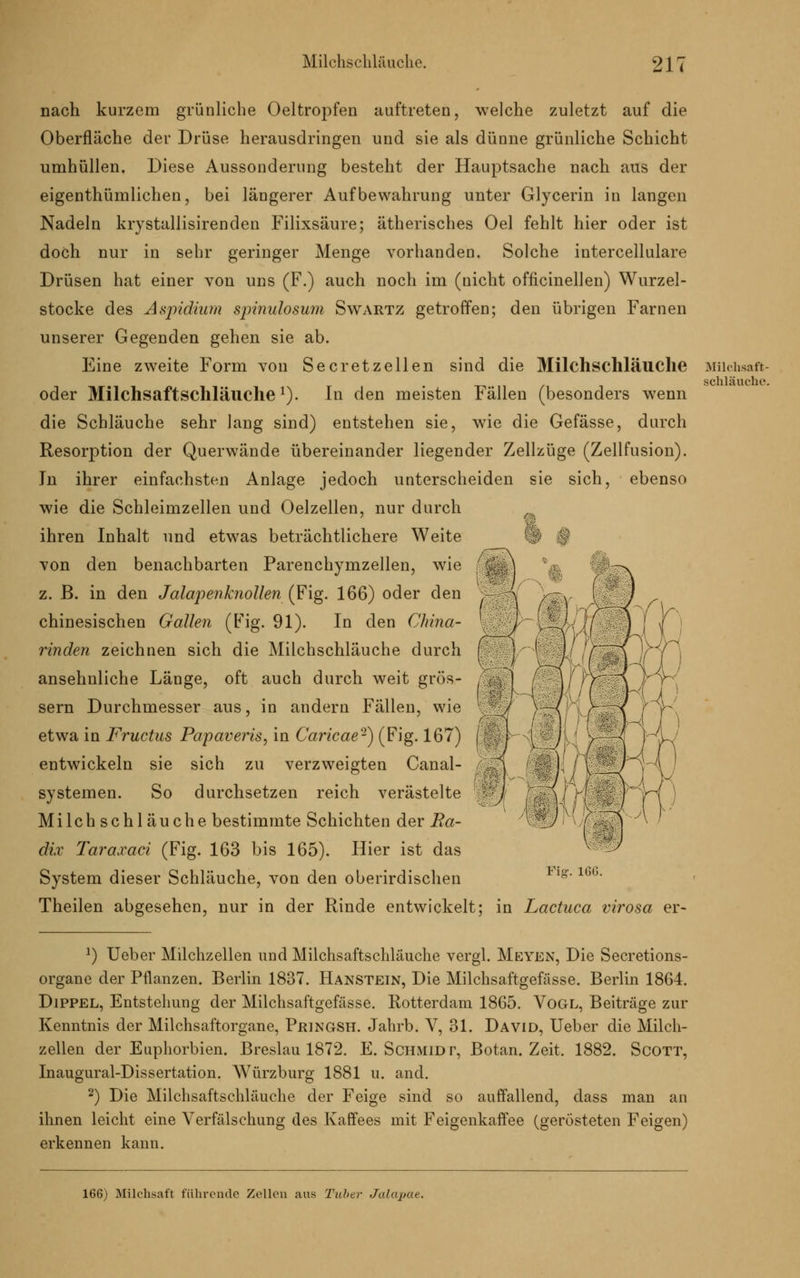 nach kurzem grünliche Oeltropfen auftreten, welche zuletzt auf die Oberfläche der Drüse herausdringen und sie als dünne grünliche Schicht umhüllen. Diese Aussonderung besteht der Hauptsache nach aus der eigentümlichen, bei längerer Aufbewahrung unter Glycerin in langen Nadeln krystallisirenden Filixsäure; ätherisches Oel fehlt hier oder ist doch nur in sehr geringer Menge vorhanden. Solche intercellulare Drüsen hat einer von uns (F.) auch noch im (uicht officinellen) Wurzel- stocke des Aspidium spinulosum Swartz getroffen; den übrigen Farnen unserer Gegenden gehen sie ab. Eine zweite Form von See r et z eilen sind die Milchschläuche oder Milchsaftschläuchel). In den meisten Fällen (besonders wenn die Schläuche sehr lang sind) entstehen sie, wie die Gefässe, durch Resorption der Querwände übereinander liegender Zellzüge (Zellfusion). In ihrer einfachsten Anlage jedoch unterscheiden sie sich, ebenso wie die Schleimzellen und Oelzellen, nur durch ihren Inhalt und etwas beträchtlichere Weite von den benachbarten Parenchymzellen, wie z. ß. in den Jalapenknollen (Fig. 166) oder den chinesischen Gallen (Fig. 91). In den China- rinden zeichnen sich die Milchschläuche durch ansehnliche Länge, oft auch durch weit grös- sern Durchmesser aus, in andern Fällen, wie etwa in Fructus Papaveris, in Caricae2) (Fig. 167) entwickeln sie sich zu verzweigten Canal- sy steinen. So durchsetzen reich verästelte Milch schlauche bestimmte Schichten der Ba- dix Taraxaci (Fig. 163 bis 165). Hier ist das System dieser Schläuche, von den oberirdischen ig. 166. Theilen abgesehen, nur in der Rinde entwickelt; in Lactuca virosa er- *) Ueber Milchzellen und Milchsaftschläuche vergl. Meyen, Die Secretions- organe der Pflanzen. Berlin 1837. Hanstein, Die Milchsaftgefässe. Berlin 1864. Dippel, Entstehung der Milchsaftgefässe. Rotterdam 1865. Vogl, Beiträge zur Kenntnis der Milchsaftorgane, Pringsh. Jahrb. V, 31. David, Ueber die Milch- zellen der Euphorbien. Breslau 1872. E. Schmidt, Botan. Zeit. 1882. Scott, Inaugural-Dissertation. Würzburg 1881 u. and. 2) Die Milchsaftschläuche der Feige sind so auffallend, dass man an ihnen leicht eine Verfälschung des Kaffees mit Feigenkaffee (gerösteten Feigen) erkennen kann. Milchsaft- schläuche. 166) Milchsaft führende Zellen aus Tuber Jalapae.