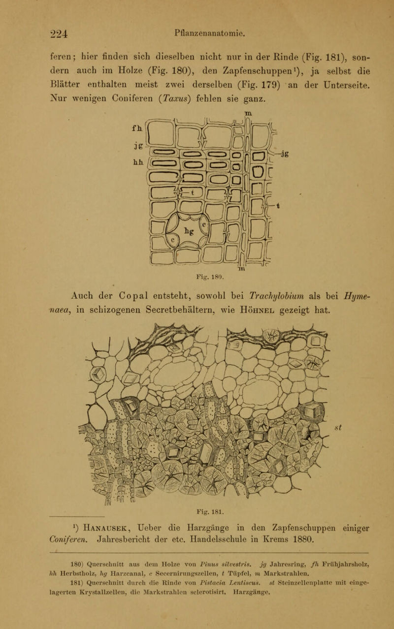 feren; hier finden sich dieselben nicht nur in der Rinde (Fig. 181), son- dern auch im Holze (Fig. 180), den Zapfenschuppen1), ja selbst die Blätter enthalten meist zwei derselben (Fig. 179) an der Unterseite. Nur wenigen Coniferen (Taxus) fehlen sie ganz. Fig. ISO. Auch der Co pal entsteht, sowohl bei Trachjlobium als bei Hyme- naea, in schizogenen Secretbehfiltern, wie Höhnel gezeigt hat. st Fig. 181. l) Hanausek, Ueber die Harzgänge in den Zapfenschuppen einiger Coniferen. Jahresbericht der etc. Handelsschule in Krems 1880. 180) Querschnitt aus dem Holze von Pinus silrestris. jg Jahresring, fh Frühjahrsholz, lih Herbstholz, hg Harzcanal, c Secernirungszellen, / Tüpfel, m Markstrahlen. 181) Querschnitt durch die Kinde von Pistacia Lentiscua. .st, Steinzellenplatte mit einge- lagerten Krvstall/.ellen, die Markstrahlen sclerotisirt. Harzgänge.