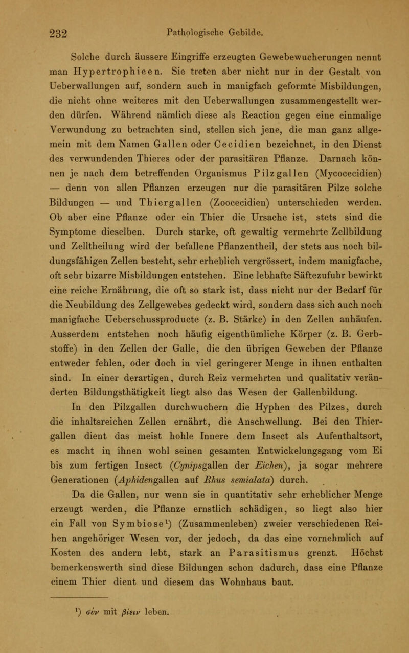 Solche durch äussere Eingriffe erzeugten Gewebewucherungen nennt man Hypertrophieen. Sie treten aber nicht nur in der Gestalt von Ueberwallungen auf, sondern auch in manigfach geformte Ausbildungen, die nicht ohne weiteres mit den Ueberwallungen zusammengestellt wer- den dürfen. Während nämlich diese als Reaction gegen eine einmalige Verwundung zu betrachten sind, stellen sich jene, die man ganz allge- mein mit dem Namen Gallen oder Cecidien bezeichnet, in den Dienst des verwundenden Thieres oder der parasitären Pflanze. Darnach kön- nen je nach dem betreffenden Organismus Pilzgallen (Mycocecidien) — denn von allen Pflanzen erzeugen nur die parasitären Pilze solche Bildungen — und Thiergallen (Zoocecidien) unterschieden werden. Ob aber eine Pflanze oder ein Thier die Ursache ist, stets sind die Symptome dieselben. Durch starke, oft gewaltig vermehrte Zellbildung und Zelltheilung wird der befallene Pflanzentheil, der stets aus noch bil- dungsfähigen Zellen besteht, sehr erheblich vergrössert, indem manigfache, oft sehr bizarre Misbildungen entstehen. Eine lebhafte Säftezufuhr bewirkt eine reiche Ernährung, die oft so stark ist, dass nicht nur der Bedarf für die Neubildung des Zellgewebes gedeckt wird, sondern dass sich auch noch manigfache Ueberschussproducte (z. B. Stärke) in den Zellen anhäufen. Ausserdem entstehen noch häufig eigenthümliche Körper (z. B. Gerb- stoffe) in den Zellen der Galle, die den übrigen Geweben der Pflanze entweder fehlen, oder doch in viel geringerer Menge in ihnen enthalten sind. In einer derartigen, durch Reiz vermehrten und qualitativ verän- derten Bildungsthätigkeit liegt also das Wesen der Gallenbildung. In den Pilzgallen durchwuchern die Hyphen des Pilzes, durch die inhaltsreichen Zellen ernährt, die Anschwellung. Bei den Thier- gallen dient das meist hohle Innere dem Insect als Aufenthaltsort, es macht in ihnen wohl seinen gesamten Entwickelungsgang vom Ei bis zum fertigen Insect (Cynijis galten der Eichen), ja sogar mehrere Generationen (Aphidengalten auf Rhus semialatd) durch. Da die Gallen, nur wenn sie in quantitativ sehr erheblicher Menge erzeugt werden, die Pflanze ernstlich schädigen, so liegt also hier ein Fall von Symbiose1) (Zusammenleben) zweier verschiedenen Rei- hen angehöriger Wesen vor, der jedoch, da das eine vornehmlich auf Kosten des andern lebt, stark an Parasitismus grenzt. Höchst bemerkenswerth sind diese Bildungen schon dadurch, dass eine Pflanze einem Thier dient und diesem das Wohnhaus baut. *) avv mit ßiiiv leben.