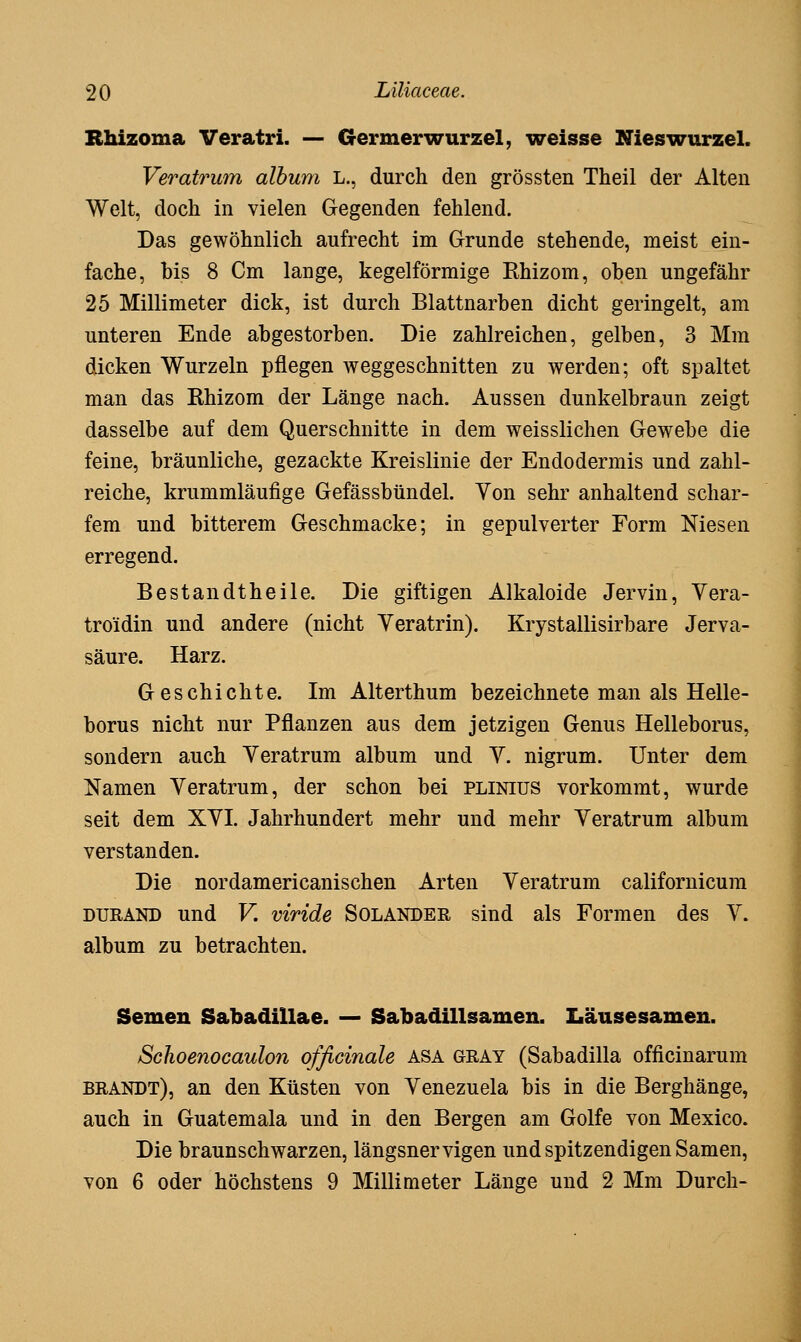 Rhizoma Veratri. — Germerwurzel, weisse Nieswurzel. Veratrum alhum L., durch den grössten Theil der Alten Welt, doch in vielen Gegenden fehlend. Das gewöhnlich aufrecht im Grunde stehende, meist ein- fache, bis 8 Cm lange, kegelförmige Rhizom, oben ungefähr 25 Millimeter dick, ist durch Blattnarben dicht geringelt, am unteren Ende abgestorben. Die zahlreichen, gelben, 3 Mm dicken Wurzeln pflegen weggeschnitten zu werden; oft spaltet man das Rhizom der Länge nach. Aussen dunkelbraun zeigt dasselbe auf dem Querschnitte in dem weisslichen Gewebe die feine, bräunliche, gezackte Kreislinie der Endodermis und zahl- reiche, krummläufige Gefässbündel. Von sehr anhaltend schar- fem und bitterem Geschmacke; in gepulverter Form Niesen erregend. Bestandtheile. Die giftigen Alkaloide Jervin, Yera- troidin und andere (nicht Yeratrin). Krystallisirbare Jerva- säure. Harz. Geschichte. Im Alterthum bezeichnete man als Helle- borus nicht nur Pflanzen aus dem jetzigen Genus Helleborus, sondern auch Yeratrum album und Y. nigrum. Unter dem Namen Yeratrum, der schon bei plinius vorkommt, wurde seit dem XYI. Jahrhundert mehr und mehr Yeratrum album verstanden. Die nordamericanischen Arten Yeratrum californicum DURAND und V. viride Solander sind als Formen des Y. album zu betrachten. Semen Sabadillae. — Sabadillsamen. Iiäusesamen. Schoenocaulon officinale asa Gray (Sabadilla officinarum BRANDT), an den Küsten von Yenezuela bis in die Berghänge, auch in Guatemala und in den Bergen am Golfe von Mexico. Die braunschwarzen, längsnervigen und spitzendigen Samen, von 6 oder höchstens 9 Millimeter Länge und 2 Mm Durch-