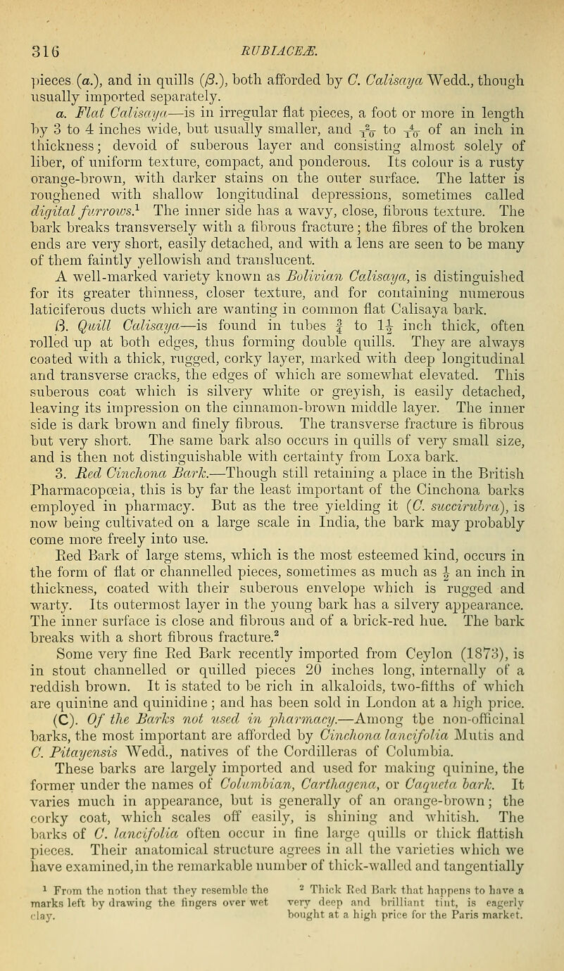 ])ieces (a,), and in qnills (/3.), botli afforded by G. Calisaya Wedd., tliongh usually imported separately. a. Flat Calisaya—is in irregular flat pieces, a foot or more in length by 3 to 4 inches wide, but usually smaller, and ^^ to y^- of an inch in thickness; devoid of suberous layer and consisting almost solely of liber, of uniform texture, compact, and ponderous. Its colour is a rusty orange-brown, with darker stains on the outer surface. The latter is roughened with shallow longitudinal depressions, sometimes called digital furrows} The inner side has a wavy, close, fibrous texture. The bark breaks transversely with a fibrous fracture; the fibres of the broken ends are very short, easily detached, and with a lens are seen to be many of them faintly yellowish and translucent. A well-marked variety known as Bolivian Calisaya, is distinguished for its greater thinness, closer texture, and for containing numerous laticiferous ducts which are wanting in common flat Calisaya bark. (3. Quill Calisaya,—is found in tubes | to \\ inch thick, often rolled np at both edges, thus forming double quills. They are always coated with a thick, rugged, corky layer, inarked with deep longitudinal and transverse cracks, the edges of which are somewhat elevated. This suberous coat which is silvery white or greyish, is easily detached, leaving its impression on the cinnamon-brown middle layer. The inner side is dark brown and finely fibrous. The transverse fracture is fibrous but very short. The same bark also occurs in quills of very small size, and is then not distinguishable w4th certainty from Loxa bark. 3. Re,d Cincliona Bark.—Though still retaining a place in the British Pharmacopoeia, this is by far the least important of the Cinchona barks employed in pharmacy. But as the tree yielding it [C. succiruhra), is now being cultivated on a large scale in India, the bark may probably come more freely into use. Ked Bark of large stems, which is the most esteemed kind, occurs in the form of flat or channelled pieces, sometimes as much as |- an inch in thickness, coated with their suberous envelope which is rugged and warty. Its outermost layer in the young bark has a silvery appearance. The inner surface is close and fibrous and of a brick-red hue. The bark breaks with a short fibrous fracture.^ Some very fine Bed Bark recently imported from Ceylon (1873), is in stout channelled or quilled pieces 20 inches long, internally of a reddish brown. It is stated to be rich in alkaloids, two-fifths of which are quinine and quinidine; and has been sold in London at a high price. (C). Of the Barks not used in pharmacy.—Among the non-officinal barks, the most important are afforded by Cinchona lancifolia Mutis and C. Fitayensis Wedd., natives of the Cordilleras of Columbia. These barks are largely imported and used for making quinine, the former under the names of Cokimhian, Carthagena, or Caqucta hark. It varies much in appearance, but is generally of an orange-brown; the corky coat, which scales off easily, is shining and whitish. The barks of C. lancifolia often occur in fine large quills or thick flattish pieces. Their anatomical structure agrees in all the varieties which we have examined,in the remarkable number of thick-walled and tangentially ^ From the notion that they resembh) the ^ Tliiok Ecd Bark tliat happens to have a marks left by drawing the fingers over wet very deep and brilliant tint, is eagerly clay. bought at a high price for the Paris market.