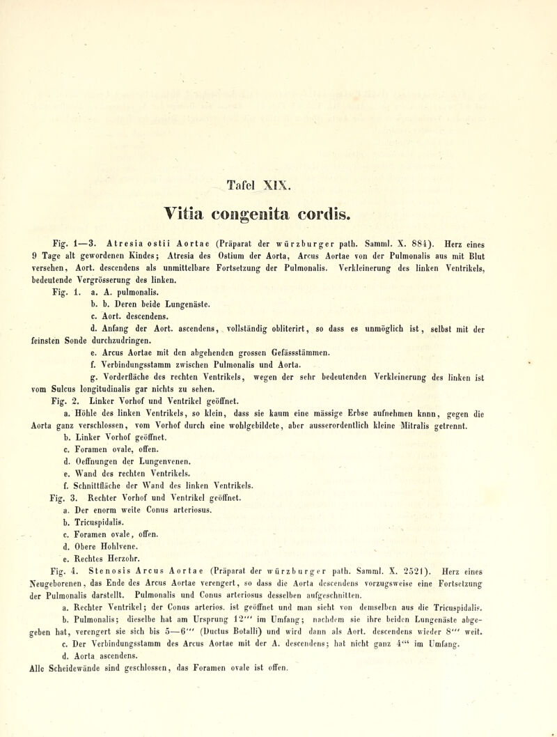 Vitla congenita cordis. Fig. 1—3. Atresiaostii Aortae (Präparat der Würzburger patb. Samml. X. 884). Herz eines 9 Tage alt gewordenen Kindes; Atresia des Ostium der Aorta, Arcus Aortae von der Pulmonalis aus mit Blut versehen, Aort. descendens als unmittelbare Fortsetzung der Pulmonalis. Verkleinerung des linken Ventrikels, bedeutende Vergrösserung des linken. Fig. 1. a. A. pulmonalis. b. b. Deren beide Lungenäste. c. Aort. descendens. d. Anfang der Aort. ascendens, vollständig obliterirt, so dass es unmöglich ist, selbst mit der feinsten Sonde durchzudringen. e. Arcus Aortae mit den abgehenden grossen Gefässstämmen. f. Verbindungsstamm zwischen Pulmonalis und Aorta. g. Vorderfläche des rechten Ventrikels, wegen der sehr bedeutenden Verkleinerung des linken ist vom Sulcus longitudinalis gar nichts zu sehen. Fig. 2. Linker Vorhof und Ventrikel geöffnet. a. Höhle des linken Ventrikels, so klein, dass sie kaum eine massige Erbse aufnehmen knnn, gegen die Aorta ganz verschlossen, vom Vorhof durch eine wohlgebildete, aber ausserordentlich kleine Mitralis getrennt. b. Linker Vorhof geöffnet. c. Foramen ovale, offen. d. Oeffnungen der Lungenvenen. e. Wand des rechten Ventrikels. f. Schnittfläche der Wand des linken Ventrikels. Fig. 3. Rechter Vorhof und Ventrikel geöffnet. a. Der enorm weite Conus arteriosus. b. Tricuspidalis. c. Foramen ovale, offen. d. Obere Hohlvene. - ^ . e. Rechtes Herzohr. Fig. 4. Stenosis Arcus Aortae (Präparat der Würzburger pafh. Samml. X. 2521). Herz eines Neugeborenen, das Ende des Arcus Aortae verengert, so dass die Aorta descendens vorzugsweise eine Fortsetzung der Pulmonalis darstellt. Pulmonalis und Conus arteriosus desselben aufgeschnitten. a. Rechter Ventrikel; der Conus arteriös, ist geöffnet und man sieht von demselben aus die Tricuspidalis. b. Pulmonalis; dieselbe hat am Ursprung 12' im Umfang; nachdem sie ihre beiden Lungenäste abge- ■ geben hat, verengert sie sich bis 5—6' (Ductus Botalli) und wird dann als Aort. descendens wieder 8' weit. c. Der Verbindungsstamm des Arcus Aortae mit der A. descendens; hat nicht ganz 4' im Umfang. d. Aorta ascendens. Alle Scheidewände sind geschlossen, das Foramen ovale ist offen.