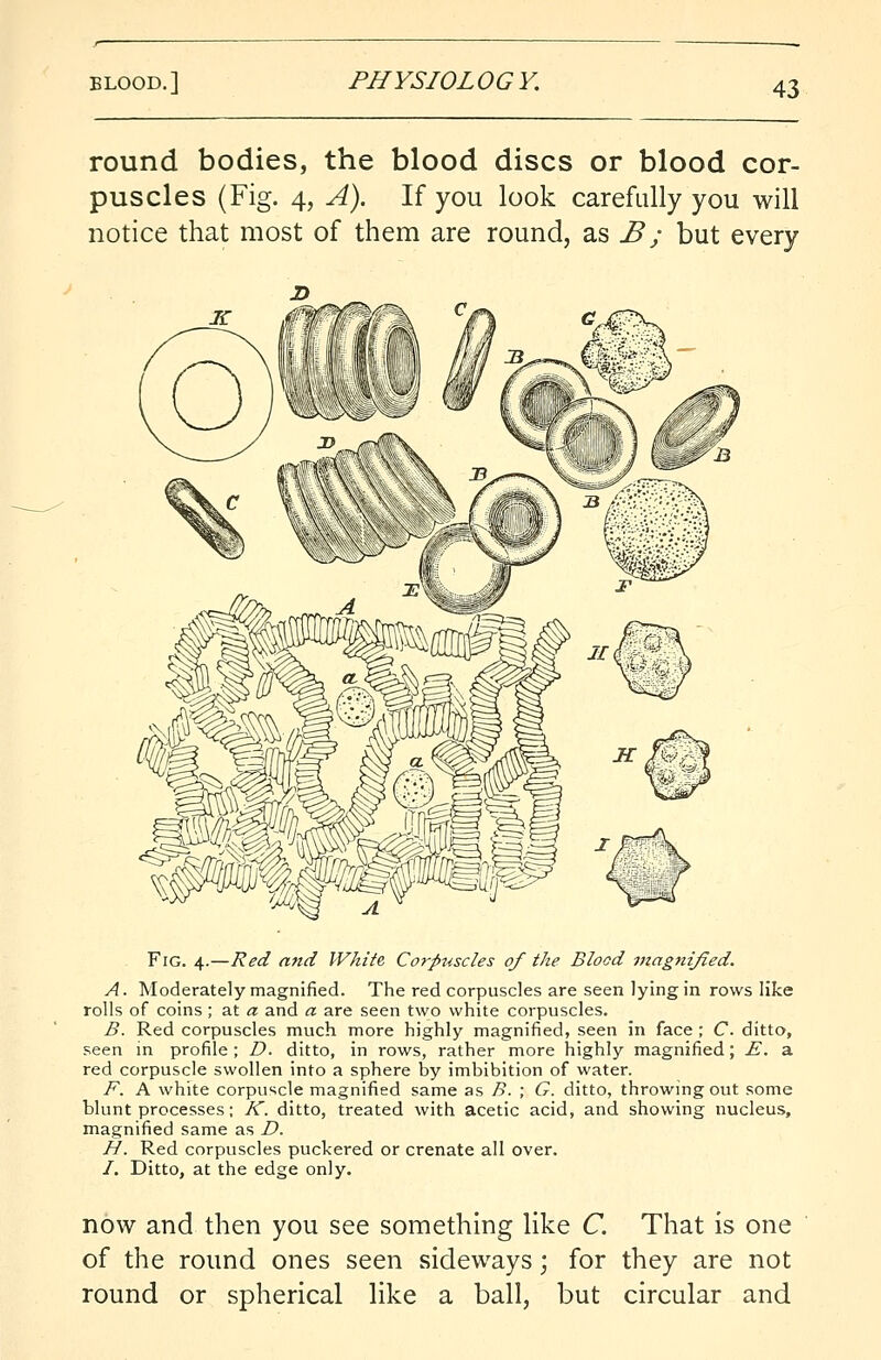 BLOOD.] PHYSIOLOGY. round bodies, the blood discs or blood cor- puscles (Fig. 4, A). If you look carefully you will notice that most of them are round, as B ; but every Fig. if.—Red and White, Corpuscles of the Blood magnified. A. Moderately magnified. The red corpuscles are seen lying in rows like rolls of coins ; at a and a are seen two white corpuscles. B. Red corpuscles much more highly magnified, seen in face ; C. ditto, seen in profile ; D. ditto, in rows, rather more highly magnified; E. a red corpuscle swollen into a sphere by imbibition of water. F. A white corpuscle magnified same as B. ; G. ditto, throwing out some blunt processes; K. ditto, treated with acetic acid, and showing nucleus, magnified same as D. H. Red corpuscles puckered or crenate all over. /. Ditto, at the edge only. now and then you see something like C. That is one of the round ones seen sideways; for they are not round or spherical like a ball, but circular and