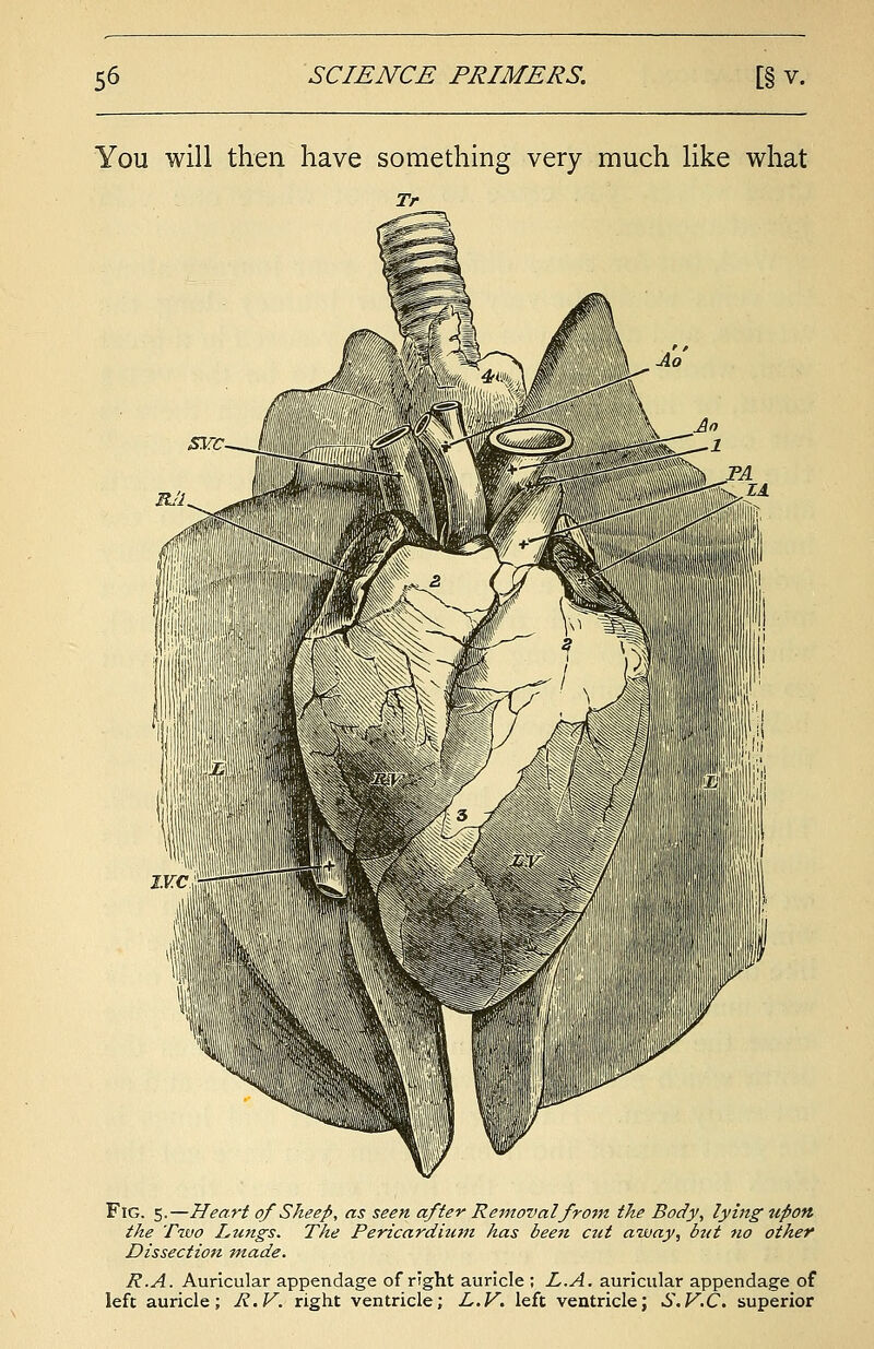 You will then have something very much like what Tr Fig. 5.—Heart of Sheep, as seen after Removal from the Body, Zyittg upon the Two Lungs. The Pericardium has been cut away, but no other Dissection made. R.A. Auricular appendage of right auricle ; L.A. auricular appendage of left auricle; R.V. right ventricle; L.V. left ventricle; S.V.C. superior