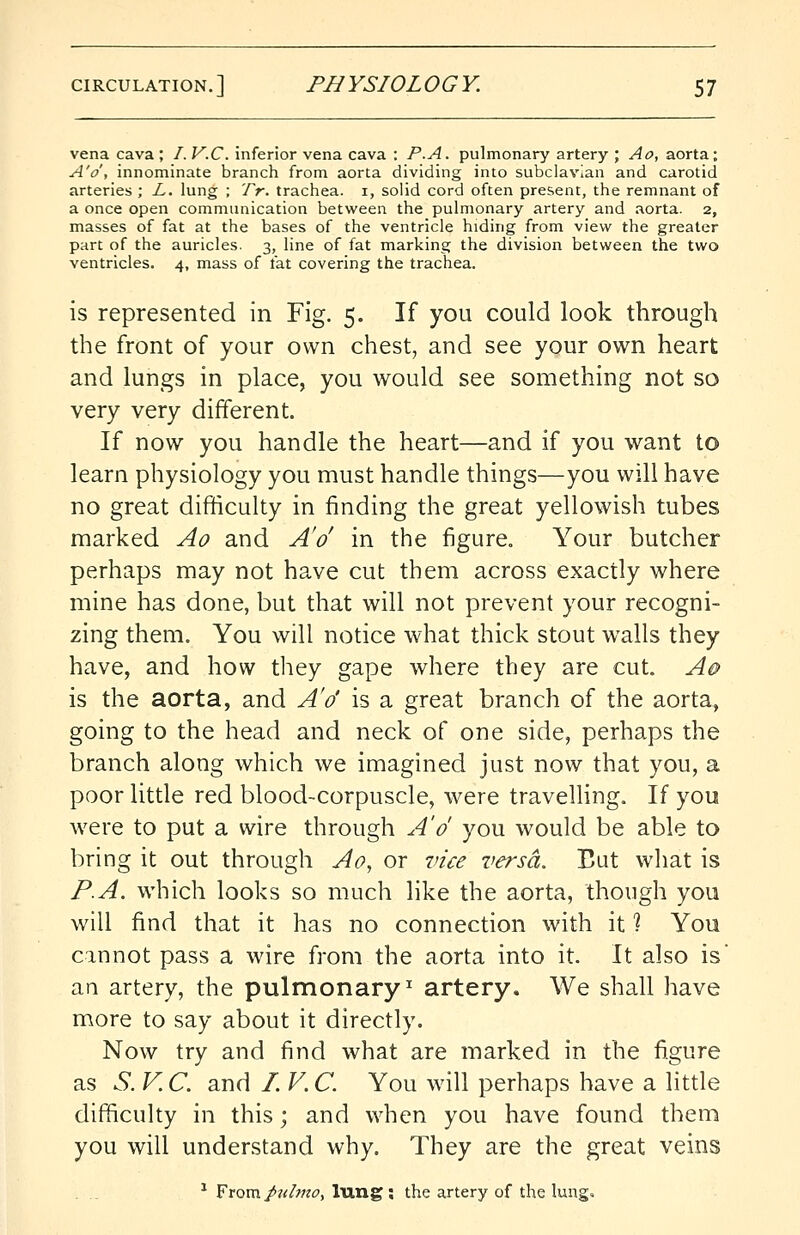 vena cava ; I. V.C. inferior vena cava : P.A. pulmonary artery ; Ao, aorta; A'o, innominate branch from aorta dividing into subclavian and carotid arteries ; L. lung ; TV. trachea, i, solid cord often present, the remnant of a once open communication between the pulmonary artery and aorta. 2, masses of fat at the bases of the ventricle hiding from view the greater part of the auricles. 3, line of fat marking the division between the two ventricles. 4, mass of fat covering the trachea. is represented in Fig. 5. If you could look through the front of your own chest, and see your own heart and lungs in place, you would see something not so very very different. If now you handle the heart—and if you want to learn physiology you must handle things—you will have no great difficulty in finding the great yellowish tubes marked Ao and A'o in the figure. Your butcher perhaps may not have cut them across exactly where mine has done, but that will not prevent your recogni- zing them. You will notice what thick stout walls they have, and how they gape where they are cut. A& is the aorta, and A'o' is a great branch of the aorta, going to the head and neck of one side, perhaps the branch along which we imagined just now that you, a poor little red blood-corpuscle, were travelling. If you were to put a wire through A'o you would be able to bring it out through Ao, or vice versa. But what is P.A. which looks so much like the aorta, though you will find that it has no connection with it 1 You cannot pass a wire from the aorta into it. It also is an artery, the pulmonary1 artery. We shall have more to say about it directly. Now try and find what are marked in the figure as S. V. C. and /. V. C. You will perhaps have a little difficulty in this; and when you have found them you will understand why. They are the great veins 1 From, puhno, lung ; the artery of the lung.