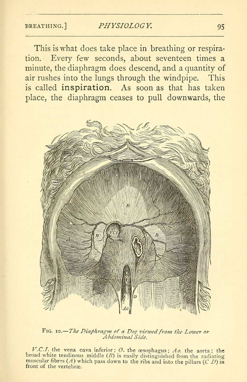 This is what does take place in breathing or respira- tion. Every few seconds, about seventeen times a minute, the diaphragm does descend, and a quantity of air rushes into the lungs through the windpipe. This is called inspiration. As soon as that has taken place, the diaphragm ceases to pull downwards, the Fig. 12.—The Diaphragm of a Dog viewed from the Lower or A bdominal Side.. V.C.I, the vena cava inferior; O. the oesophagus ; Ao. the aorta; the broad white tendinous middle (B) is easily distinguished from the radiating muscular fibres (A) which pass down to the ribs and into the pillars (C D) in front of the vertebra;.