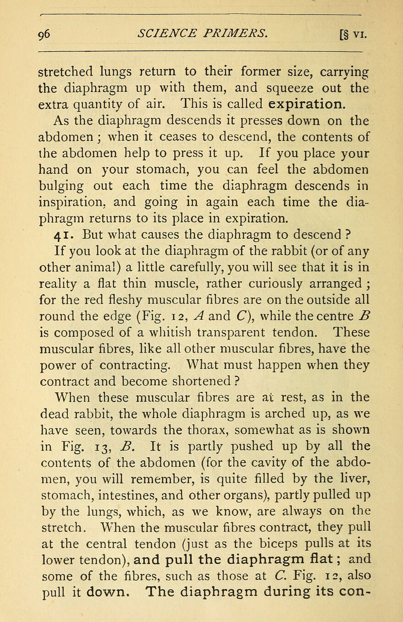 stretched lungs return to their former size, carrying the diaphragm up with them, and squeeze out the extra quantity of air. This is called expiration. As the diaphragm descends it presses down on the abdomen; when it ceases to descend, the contents of the abdomen help to press it up. If you place your hand on your stomach, you can feel the abdomen bulging out each time the diaphragm descends in inspiration, and going in again each time the dia- phragm returns to its place in expiration. 41. But what causes the diaphragm to descend ? If you look at the diaphragm of the rabbit (or of any other animal) a little carefully, you will see that it is in reality a flat thin muscle, rather curiously arranged ; for the red fleshy muscular fibres are on the outside all round the edge (Fig. 12, A and C), while the centre B is composed of a whitish transparent tendon. These muscular fibres, like all other muscular fibres, have the power of contracting. What must happen when they contract and become shortened ? When these muscular fibres are at rest, as in the dead rabbit, the whole diaphragm is arched up, as we have seen, towards the thorax, somewhat as is shown in Fig. 13, B. It is partly pushed up by all the contents of the abdomen (for the cavity of the abdo- men, you will remember, is quite filled by the liver, stomach, intestines, and other organs), partly pulled up by the lungs, which, as we know, are always on the stretch. WThen the muscular fibres contract, they pull at the central tendon (just as the biceps pulls at its lower tendon), and pull the diaphragm flat; and some of the fibres, such as those at C. Fig. 12, also pull it down. The diaphragm during its con-