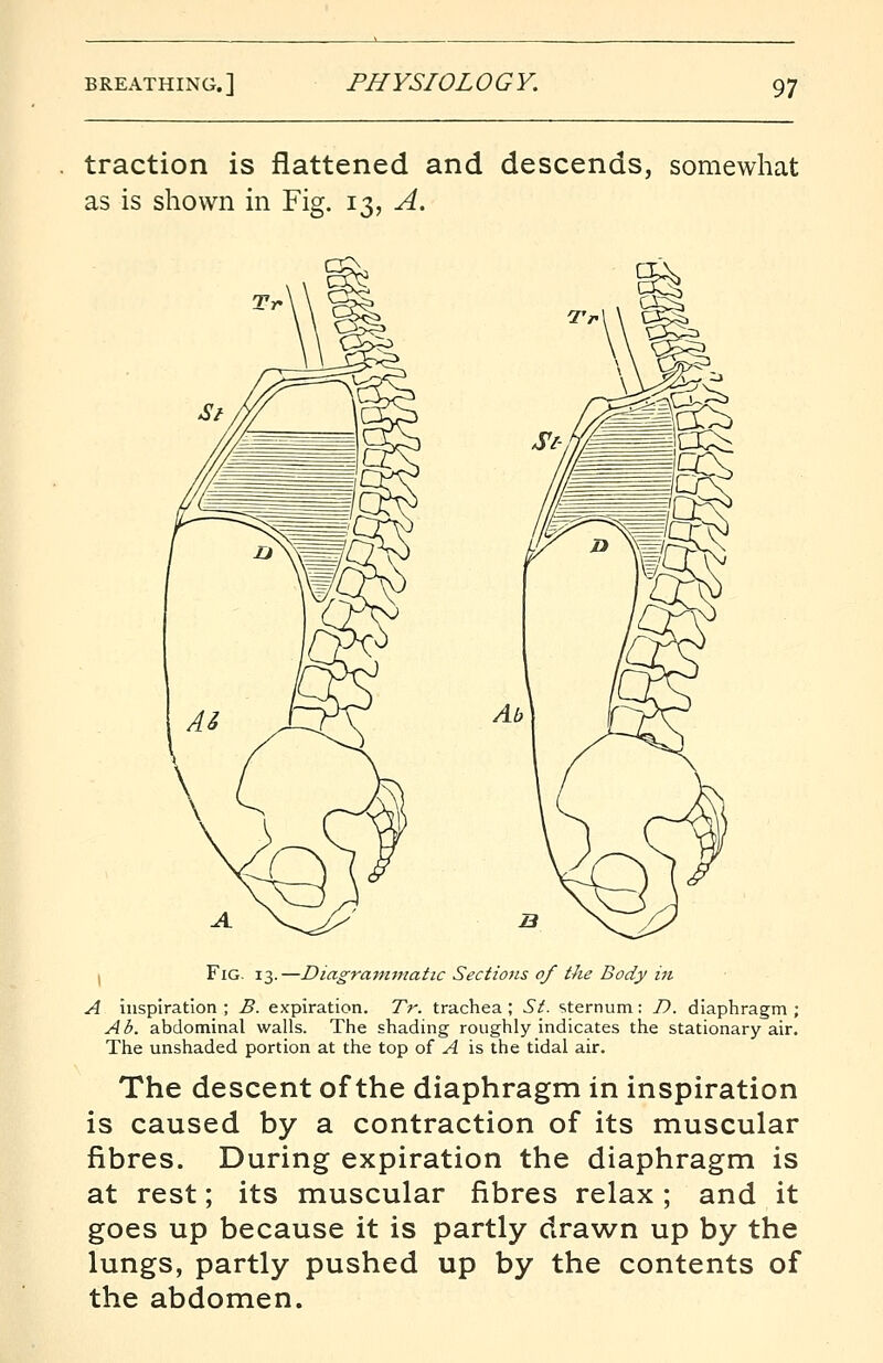 traction is flattened and descends, somewhat as is shown in Fig. 13, A. Fig. 13.—Diagrammatic Sections of the Body in A inspiration ; B. expiration. Tr. trachea ; St. sternum: D. diaphragm ; Ab. abdominal walls. The shading roughly indicates the stationary air. The unshaded portion at the top of A is the tidal air. The descent of the diaphragm in inspiration is caused by a contraction of its muscular fibres. During expiration the diaphragm is at rest; its muscular fibres relax; and it goes up because it is partly drawn up by the lungs, partly pushed up by the contents of the abdomen.