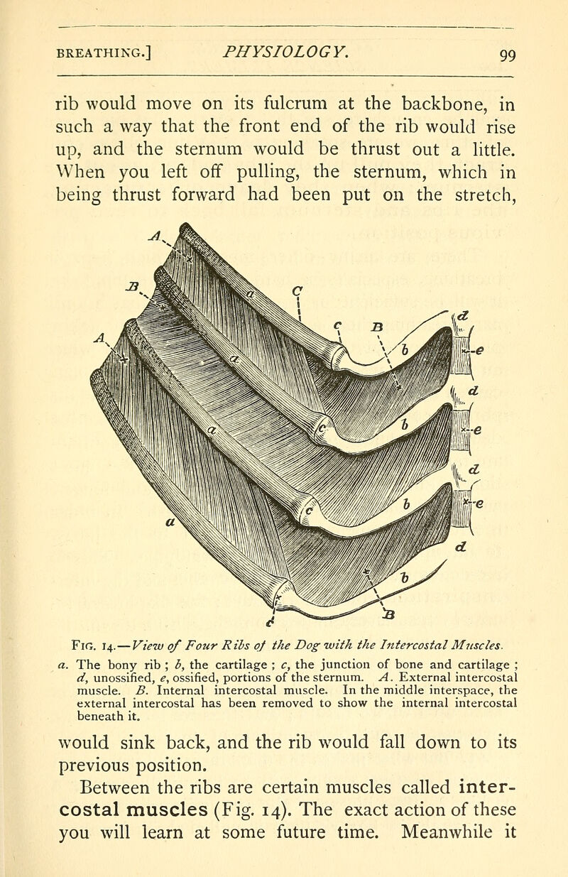 rib would move on its fulcrum at the backbone, in such a way that the front end of the rib would rise up, and the sternum would be thrust out a little. When you left off pulling, the sternum, which in being thrust forward had been put on the stretch, Fig. 14.—View of Four Ribs of the Dog with the Intercostal Muscles. a. The bony rib ; b, the cartilage ; c, the junction of bone and cartilage ; d, unossified, £, ossified, portions of the sternum. A. External intercostal muscle. B. Internal intercostal muscle. In the middle interspace, the external intercostal has been removed to show the internal intercostal beneath it. would sink back, and the rib would fall down to its previous position. Between the ribs are certain muscles called inter- costal muscles (Fig. 14). The exact action of these you will learn at some future time. Meanwhile it