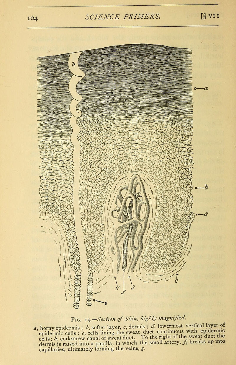 SCIENCE PRIMERS. [§vn Fig. s—Section of Skin, highly magnified. b, softer layer, c, dermis ; d, lowermost vertical layer of a, horny epidermis , epidermic cells : e, cells lining the sweat duct continuous with epidermic cells; h, corkscrew canal of sweat duct. To the right of the sweat duct the dermis is raised into a papilla, in which the small artery, /, breaks up into capillaries, ultimately forming the veins, g.