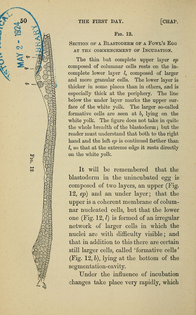 THE FIRST DAY. > g2 moi [CHAP. Fig. 12. Section of a Blastoderm of a Fowl's Egg AT THE COMMENCEMENT OF InCUBATION. The thin but complete upper layer ep composed of columnar cells rests on the in- complete lower layer ?, composed of larger and more granular cells. The lower layer is thicker in some places than in others, and is especially thick at the periphery. The line below the under layer marks the upper sur- face of the white yolk. The larger so-called formative cells are seen at b, lying on the white yolk. The figure does not take in quite the whole breadth of the blastoderm; but the reader must understand that both to the right hand and the left ep is continued farther than I, so that at the extreme edge it rests directly on the white yolk. It will be remembered tbat the blastoderm in the unincubated egg is composed of two layers, an upper (Fig. 12, ep) and an nnder layer; that the upper is a coherent membrane of colum- nar nucleated cells, but that the lower one (Fig. 12,1) is formed of an irregular network of larger cells in which the nuclei are with difficulty visible; and that in addition to this there are certain still larger cells, called 'formative cells' (Fig. 12,6), lying at the bottom of the segmentation-cavity. Under the influence of incubation changes take place very rapidly, which