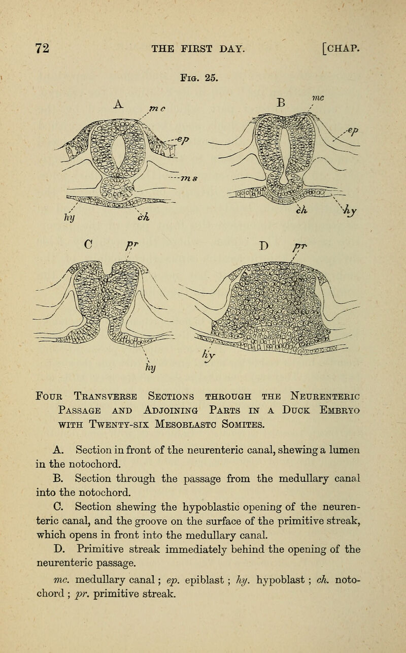 Fia. 25. Four Transverse Sections through the Neurenteric Passage and Adjoining Parts in a Duck Embryo WITH Twenty-six Mesoblastc Somites. A. Section in front of the neurenteric canal, shewing a lumen in the notochord. B. Section through the passage from the medullary canal into the notochord. C. Section shewing the hypoblastic opening of the neuren- teric canal, and the groove on the surface of the primitive streak, which opens in front into the medullary canal. D. Primitive streak immediately behind the opening of the nem-enteric passage. mc. medullary canal; ep. epiblast ; hy. hypoblast ; oh. noto- chord ; pr. primitive streak.