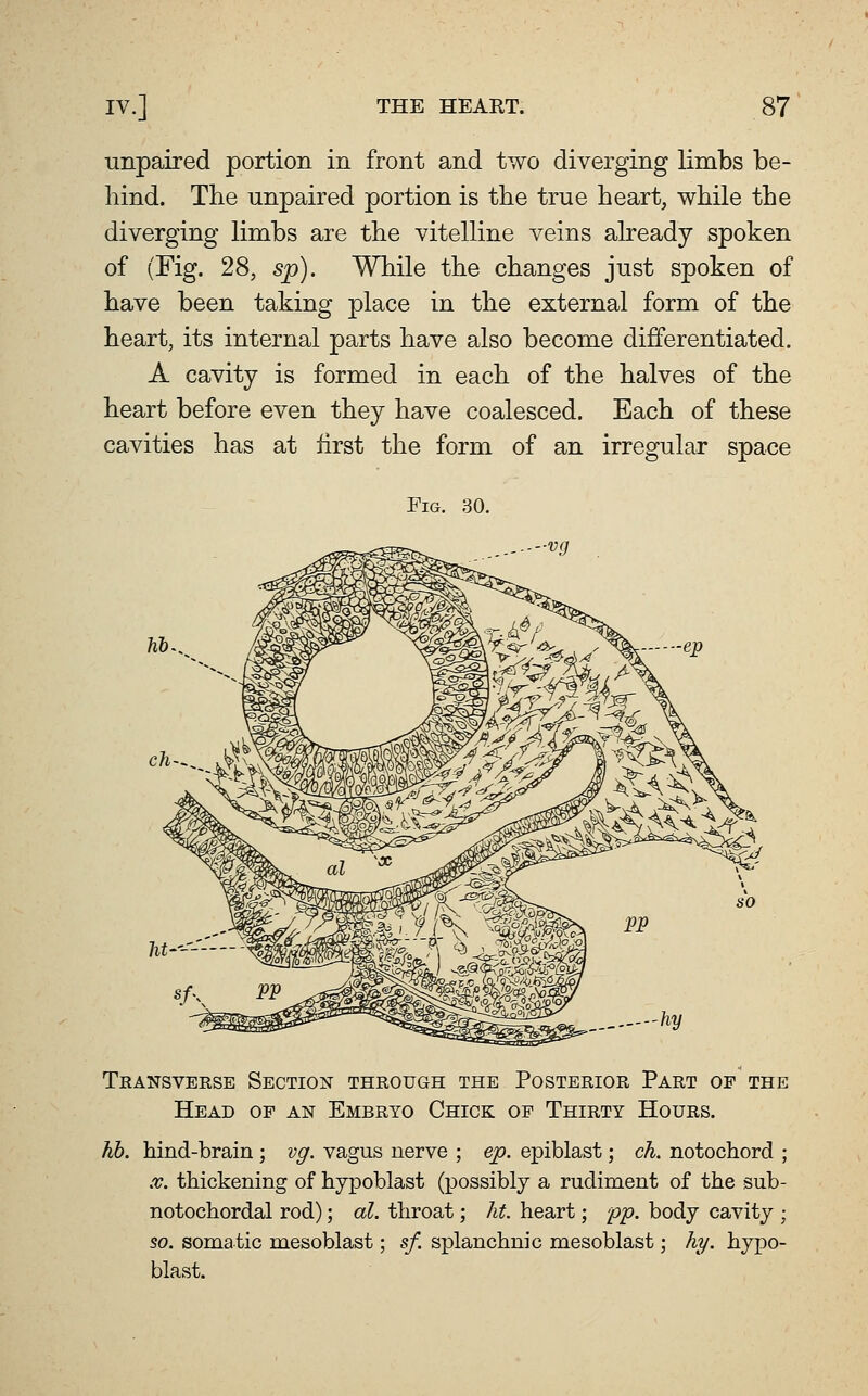 unpaired portion in front and two diverging limbs be- hind. The unpaired portion is the true heart, while the diverging limbs are the vitelline veins already spoken of (Fig. 28, sp). While the changes just spoken of have been taking place in the external form of the heart, its internal parts have also become differentiated. A cavity is formed in each of the halves of the heart before even they have coalesced. Each of these cavities has at iirst the form of an irregular space Fig. 30. Transverse Section through the Posterior Part of the Head of an Embryo Chick op Thirty Hours. hb. hind-brain ; vff. vagus nerve ; ep. epiblast; ch. notochord ; .V. thickening of hypoblast (possibly a rudiment of the sub- notochordal rod); al. throat; ht. heart; pp. body cavitj ; 50. somatic mesoblast; sf. splanchnic mesoblast; %. hypo- blast.