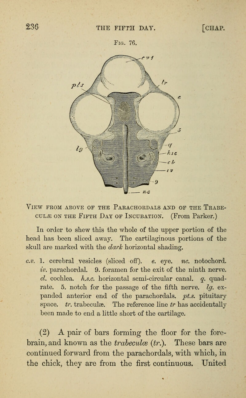 View from above of the Parachordals and of the Trabe- cule ON THE Fifth Day of Incubation. (From Parker.) In order to shew this the whole of the upper portion of the head has been sHced away. The cartilaginous portions of the skull are marked with the darh horizontal shading. c.v. 1. cerebral vesicles (sliced off), e. eye. nc, notochord. iv. parachordal. 9. foramen for the exit of the ninth nerve. d. cochlea, h.s.c. horizontal semi-circular canal, q. quad- rate. 5. notch for the passage of the fifth nerve. Ig. ex- panded anterior end of the parachordals, ft.s. pituitary space, tr. trabeculse. The reference line tr has accidentally been made to end a little short of the cartilage. (2) A pair of bars forming the floor for the fore- brain, and known as tlie traheculoe (tr.). These bars are continued forward from the parachordals, with which, in the chick, they are from the first continuous. United