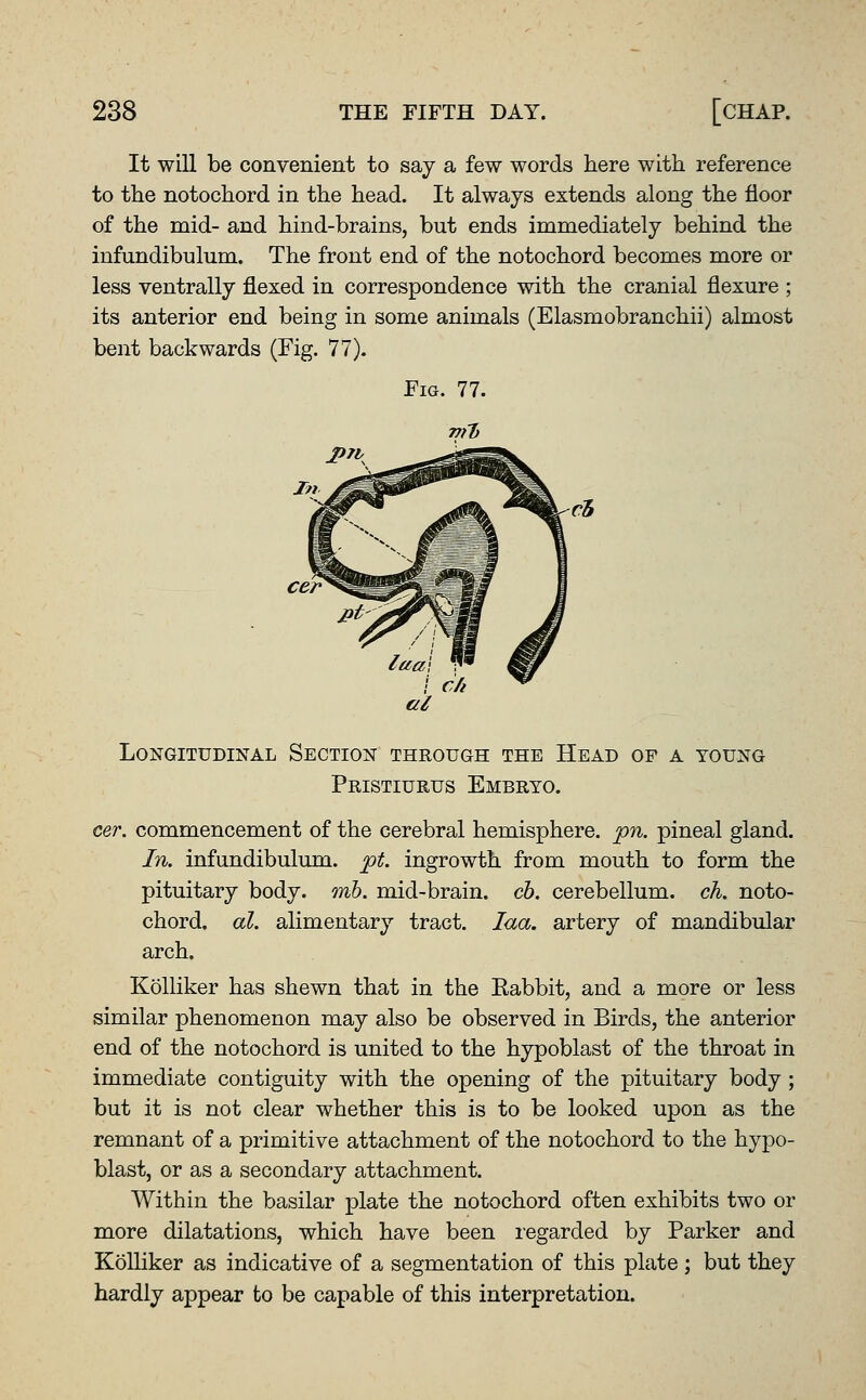 It will be convenient to say a few words here with reference to the notochord in the head. It always extends along the floor of the mid- and hind-brains, but ends immediately behind the infundibulum. The front end of the notochord becomes more or less ventrally flexed in correspondence with the cranial flexure ; its anterior end being in some animals (Elasmobranchii) almost bent backwards (Fig. 77). Fig. 77. Longitudinal Section through the Head of a young Pristiurus Embryo. cer. commencement of the cerebral hemisphere, pn. pineal gland. In. infundibulum. pt. ingrowth from mouth to form the pituitary body. mb. mid-brain, cb. cerebellum, ch. noto- chord. al. alimentary tract. laa. artery of mandibular arch. KoUiker has shewn that in the Rabbit, and a more or less similar phenomenon may also be observed in Birds, the anterior end of the notochord is united to the hypoblast of the throat in immediate contiguity with the opening of the pituitary body; but it is not clear whether this is to be looked upon as the remnant of a primitive attachment of the notochord to the hypo- blast, or as a secondary attachment. Within the basilar plate the notochord often exhibits two or more dilatations, which have been regarded by Parker and KoUiker as indicative of a segmentation of this plate ; but they hardly appear to be capable of this interpretation.