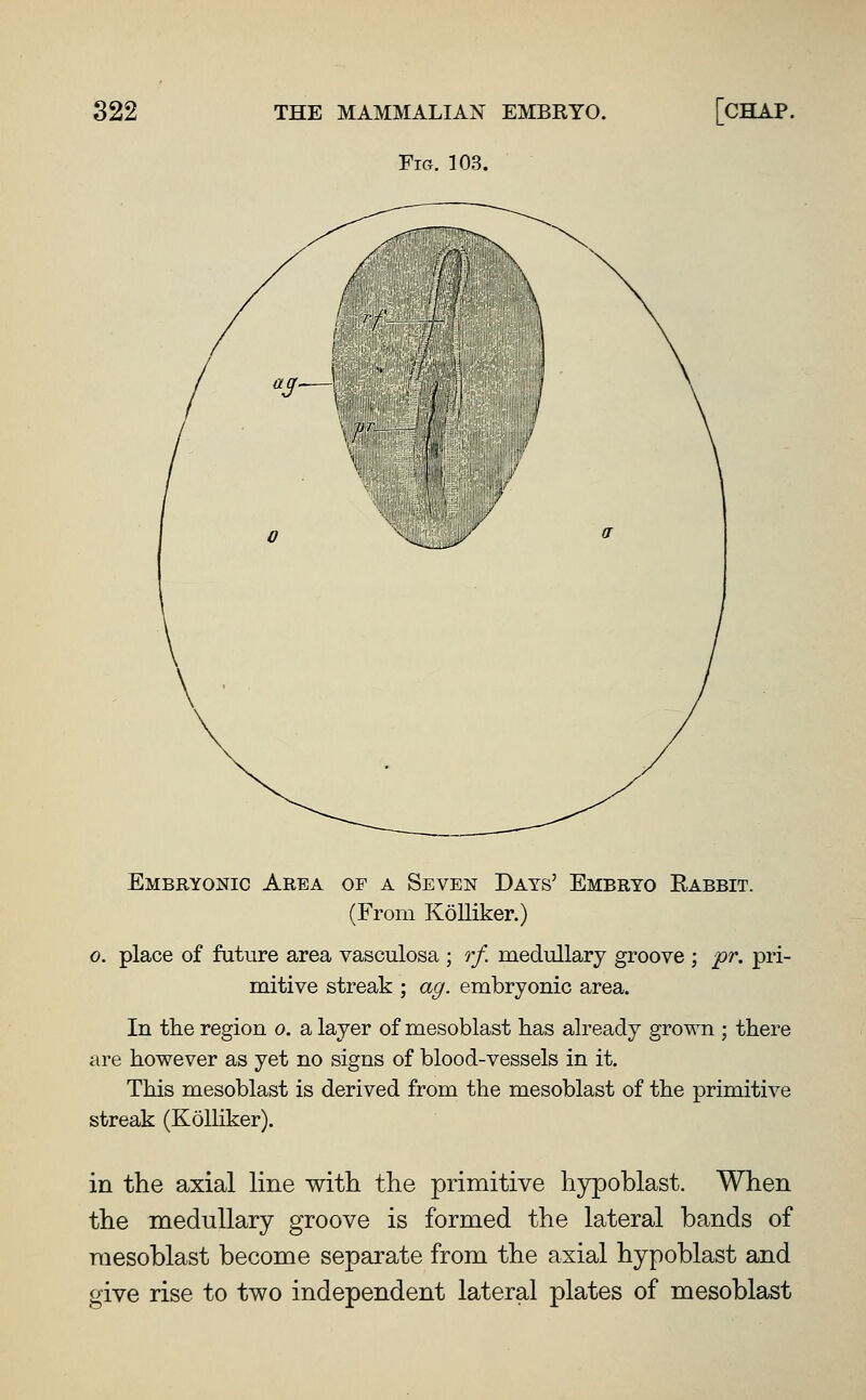 Fig. 103. Embryonic Area of a Seven Days' Embryo Eabbit. (From Kolliker.) o. place of future area vasculosa ; r/ medullary groove ; pr. pri- mitive streak ; ag. embryonic area. In the region o. a layer of mesoblast has already grown ; there are however as yet no signs of blood-vessels in it. This mesoblast is derived from the mesoblast of the primitive streak (Kolliker). in the axial line with the primitive hypoblast. When the medullary groove is formed the lateral bands of mesoblast become sepai'ate from the axial hypoblast and give rise to two independent lateral plates of mesoblast