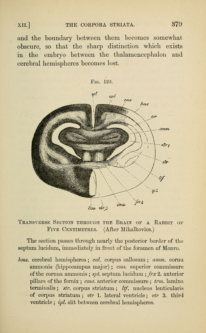 XII.] THE CORPORA STRIATA. 37D and the boundary between them becomes somewhat obscure, so that the sharp distinction which exists in the embryo between the thalamencephalon and cerebral hemispheres becomes lost. Fig. 123. tr/tv vlr:} Transverse Section through the Brain of a Eabbit of Five Centimetres. (After Mihalkovics.) The section passes through nearly the posterior border of the septum luciclum, immediately in front of the foramen of Monro. hms. cerebral hemispheres ; cat. corpus callosum ; amm. cornu ammonis (hippocampus major) ; cms. superior commissure of the cornua ammonis ; sjDt. septum lucidum \ fTx% anterior pillars of the fornix ; cma. anterior commissure ; trm. lamina terminalis; str. corpus striatum; Itf. nucleus lenticularis of corpus striatum ; vtr 1. lateral ventricle; vtr 3. third ventricle ; ijpl. slit between cerebral hemispheres.