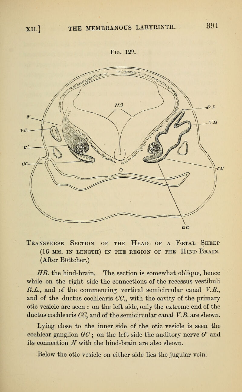 XII.] Fia. 120. \\-cc Transverse Section of the Head of a Foetal Sheep (16 MM, IN length) in THE REGION OP THE HiND-BrAIN. (After Bottcher.) HB. the hind-brain. The section is somewhat oblique, hence while on the right side the connections of the recessus vestibuli R.L., and of the commencing vertical semicircular canal V.B., and of the ductus cochlearis CO., with the cavity of the primary otic vesicle are seen : on the left side, only the extreme end of the ductus cochlearis CO, and of the semicircular canal V.B. are shewn. Lying close to the inner side of the otic vesicle is seen the cochlear ganglion GC ; on the left side the auditory nerve G' and its connection j^ with the hind-brain are also shewn. Below the otic vesicle on either side lies the jugular vein.