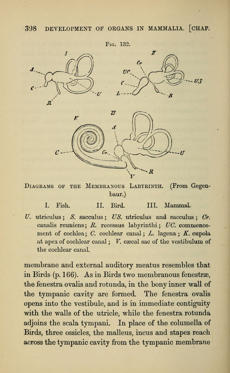 Fig. 132. 4f , c- ~--izs '—cr Diagrams of the Membranous Labyrinth. (From Gegen- baur.) I. Fish. II. Bird. III. MammaL U. utriculus; JS. sacculus; US. utriculus and sacculus ; Cr. canalis reuniens; E. recessus labyrinthi; UC. commence- ment of cochlea; C. cochlear canal; L. lagena ; K. cupola at apex of cochlear canal; V. caecal sac of the vestibulum of the cochlear canal. membrane and external auditory meatus resembles that in Birds (p. 166). As in Birds two membranous fenestrse, the fenestra ovalis and rotunda, in the bony inner wall of the tympanic cavity are formed. The fenestra ovalis opens into the vestibule, and is in immediate contiguity with the walls of the utricle, while the fenestra rotunda adjoins the scala tympani. In place of the columella of Birds, three ossicles, the malleus, incus and stapes reach across the tympanic cavity from the tympanic membrane