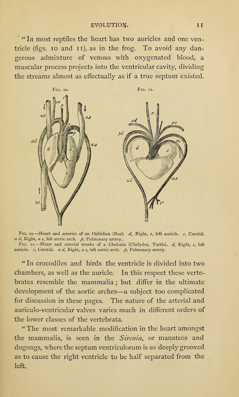 ° In most reptiles the heart has two auricles and one ven- tricle (figs. 10 and n), as in the frog. To avoid any dan- gerous admixture of venous with oxygenated blood, a muscular process projects into the ventricular cavity, dividing the streams almost as effectually as if a true septum existed. Fig. io. Fig. ii. Fig. io.—Heart and arteries of an Ophidian (Boa), d, Right, s, left auricle, c, Carotid. a d, Right, a s, left arotic arch. /, Pulmonary artery. Fig. ii.—Heart and arterial trunks of a Chelonia (Chelydra, Turtle), d, Right, s, left auricle, c, Carotid, a d, Right, a s, left aortic arch.' J>, Pulmonary artery.  In crocodiles and birds the ventricle is divided into two chambers, as well as the auricle. In this respect these verte- brates resemble the mammalia; but differ in the ultimate development of the aortic arches—a subject too complicated for discussion in these pages. The nature of the arterial and auriculo-ventricular valves varies much in different orders of the lower classes of the vertebrata.  The most remarkable modification in the heart amongst the mammalia, is seen in the Sirenia, or manatees and dugongs, where the septum ventriculorum is so deeply grooved as to cause the right ventricle to be half separated from the left.