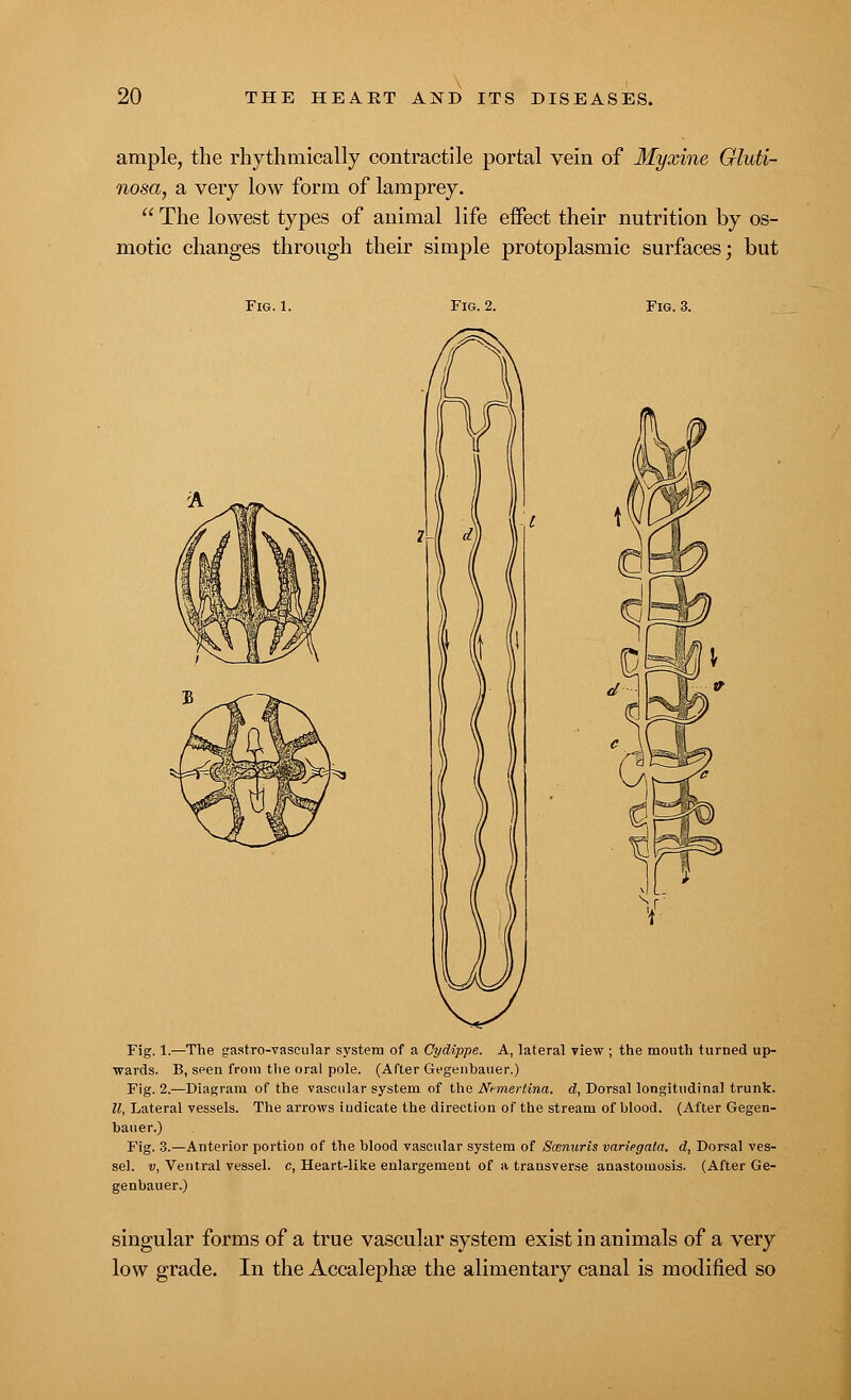 \ ample, the rhythmically contractile portal vein of Myxine Gluti- nosa, a very low form of lamprey.  The lowest types of animal life effect their nutrition by os- motic changes through their simple protoplasmic surfaces; but Fig. 1. Fig. 2. Fig. 3. 0 Fig. 1.—The gastro-vascular system of a Cydippe. A, lateral view ; the mouth turned up- wards. B, spen from the oral pole. (After Gegenbauer.) Fig. 2.—Diagram of the vascular system of the Nunerlina. d, Dorsal longitudinal trunk. II, Lateral vessels. The arrows iudieate the direction of the stream of blood. (After Gegen- bauer.) Fig. 3.—Anterior portion of the blood vascular system of Scenuris variegata. d, Dorsal ves- sel, v, Ventral vessel, c, Heart-like enlargement of a transverse anastomosis. (After Ge- genbauer.) singular forms of a true vascular system exist in animals of a very low grade. In the Accalephee the alimentary canal is modified so