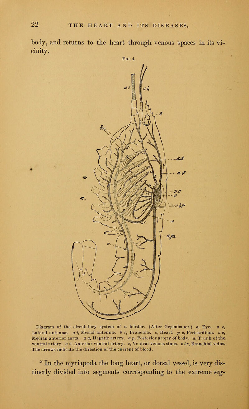 body, and returns to the heart through venous spaces in its vi- cinity. Fig. 4. Diagram of the circulatory system of a lobster. (After Gegenbauer.) o, Eye. a e, Lateral antennae, a i, Mesial antennae. 6 r, Branchiae, c, Heart, p c. Pericardium, a o, Median anterior aorta, a a, Hepatic artery, ap, Posterior artery of body, a. Trunk of the ■ventral artery, o v, Anterior ventral artery, v, Ventral venous sinus, v br, Branchial veins. The arrows indicate the direction of the current of blood.  In the myriapoda the long heart, or dorsal vessel, is very dis- tinctly divided into segments corresponding to the extreme seg-