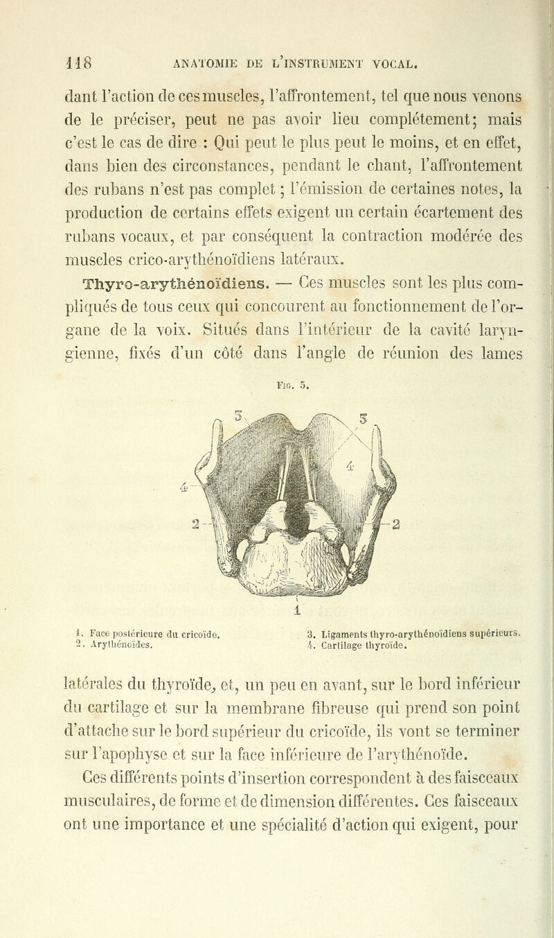 dant l'action de ces muscles, l'affrontement, tel que nous venons de le préciser, peut ne pas avoir lieu complètement; mais c'est le cas de dire : Qui peut le plus peut le moins, et en effet, dans bien des circonstances, pendant le chant, l'affrontement des rubans n'est pas complet ; l'émission de certaines notes, la production de certains effets exigent un certain écartement des rubans vocaux, et par conséquent la contraction modérée des muscles crico-arythénoïdiens latéraux. Tliyro-arytîiénoïdiens. — Ces muscles sont les plus com- pliqués de tous ceux qui concourent au fonctionnement de l'or- gane de la voix. Situés dans l'intérieur de la cavité laryn- gienne, fixés d'un côté dans l'angle de réunion des lames Fig. 5. i. Face postérieure du cricoïde. 3. Ligaments thyro-arytliénoïdiens supérieurs. 2. Arythénoïdes. 4. Cartilage thyroïde. latérales du thyroïde, et, un peu en avant, sur le bord inférieur du cartilage et sur la membrane fibreuse qui prend son point d'attache sur le bord supérieur du cricoïde, ils vont se terminer sur l'apophyse et sur la face inférieure de l'arythénoïde. Ces différents points d'insertion correspondent à des faisceaux musculaires, de forme et de dimension différentes. Ces faisceaux ont une importance et une spécialité d'action qui exigent, pour
