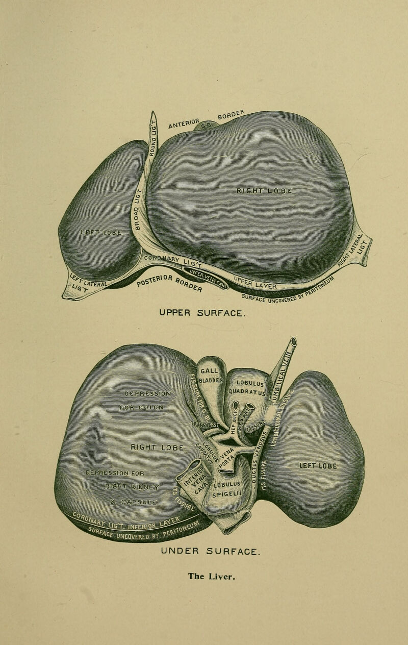 '^'iCe UNCOMWtO > UPPER SURFACE. UNDER SURFACE. The Liver.