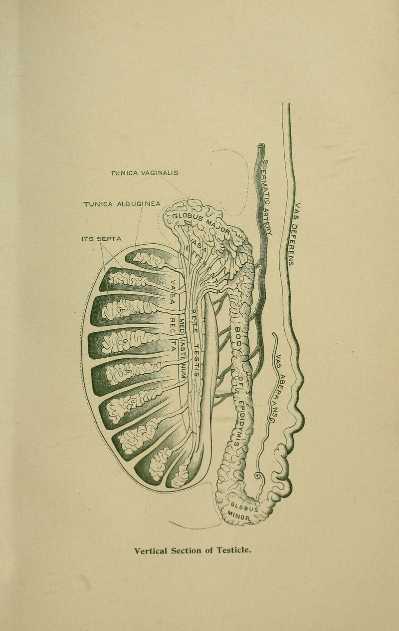 TUNICA VAGINALIS TUNICA ALBUGINEA ^ ^^ , -,v. Vertical Section of Testicle.