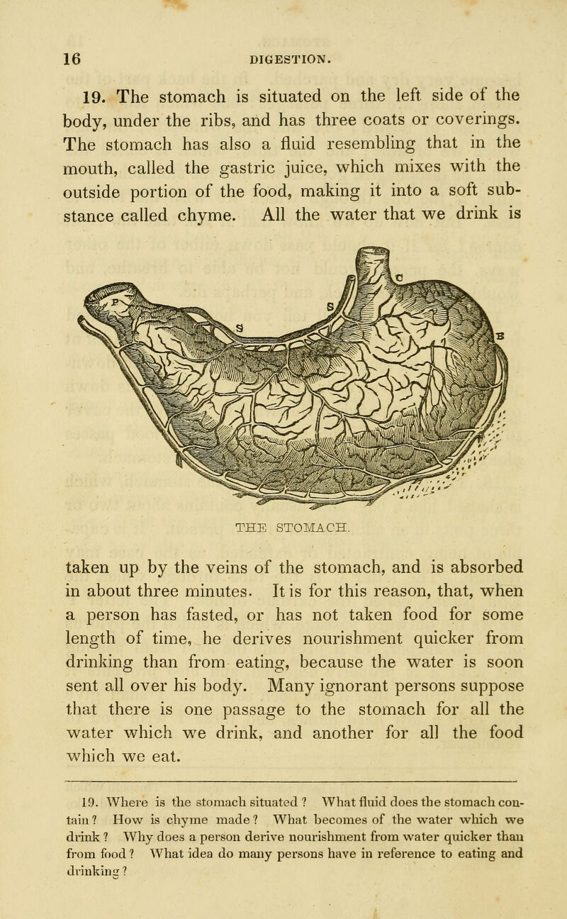 19. The stomach is situated on the left side of the body, under the ribs, and has three coats or coverings. The stomach has also a fluid resembling that in the mouth, called the gastric juice, which mixes with the outside portion of the food, making it into a soft sub- stance called chyme. All the water that we drink is THE STOMACH. taken up by the veins of the stomach, and is absorbed in about three minutes. It is for this reason, that, when a person has fasted, or has not taken food for some length of time, he derives nourishment quicker from drinking than from eating, because the water is soon sent all over his body. Many ignorant persons suppose that there is one passage to the stomach for all the water which we drink, and another for all the food which we eat. 19. Where is the stomach situated ? What fluid does the stomach con- tain ? How is chyme made ? What becomes of the water which we drink ? Why does a person derive nourishment from water quicker than from food ? What idea do many persons have in reference to eating and drinking ?