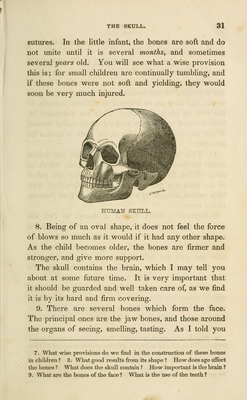 sutures. In the little infant, the bones are soft and do not unite until it is several months, and sometimes several years old. You will see what a wise provision this is; for small children are continually tumbling, and if these bones were not soft and yielding, they would soon be very much injured. HUMAN SKULL. 8. Being of an oval shape, it does not feel the force of blows so much as it would if it had any other shape. As the child becomes older, the bones are firmer and stronger, and give more support. The skull contains the brain, which I may tell you about at some future time. It is very important that it should be guarded and well taken care of, as we find it is by its hard and firm covering. 9. There are several bones which form the face. The principal ones are the jaw bones, and those around the organs of seeing, smelling, tasting. As I told you 7. What wise provisions do we find in the construction of these bones in children? 8. What good results from its shape ? How does age affect the bones 1 What does the skull contain ? How important is the brain ? 9. What are the bones of the face ? What is the use of the teeth ?