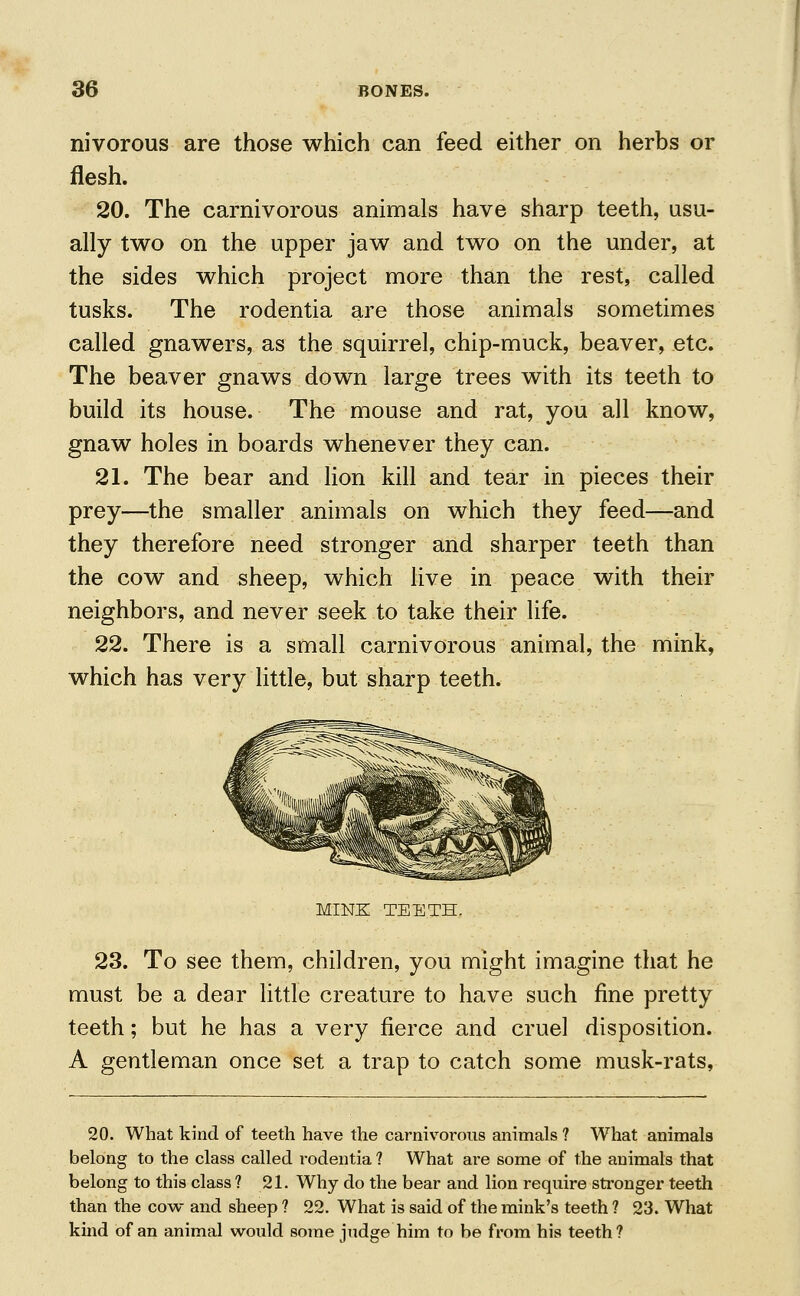 nivorous are those which can feed either on herbs or flesh. 20. The carnivorous animals have sharp teeth, usu- ally two on the upper jaw and two on the under, at the sides which project more than the rest, called tusks. The rodentia are those animals sometimes called gnawers, as the squirrel, chip-muck, beaver, etc. The beaver gnaws down large trees with its teeth to build its house. The mouse and rat, you all know, gnaw holes in boards whenever they can. 21. The bear and lion kill and tear in pieces their prey—the smaller animals on which they feed—and they therefore need stronger and sharper teeth than the cow and sheep, which live in peace with their neighbors, and never seek to take their life. 22. There is a small carnivorous animal, the mink, which has very little, but sharp teeth. mine: teeth. 23. To see them, children, you might imagine that he must be a dear little creature to have such fine pretty teeth; but he has a very fierce and cruel disposition. A gentleman once set a trap to catch some musk-rats, 20. What kind of teeth have the carnivorous animals ? What animals belong to the class called rodentia ? What are some of the animals that belong to this class ? 21. Why do the bear and lion require stronger teeth than the cow and sheep ? 22. What is said of the mink's teeth ? 23. What kind of an animal would some judge him to be from his teeth?
