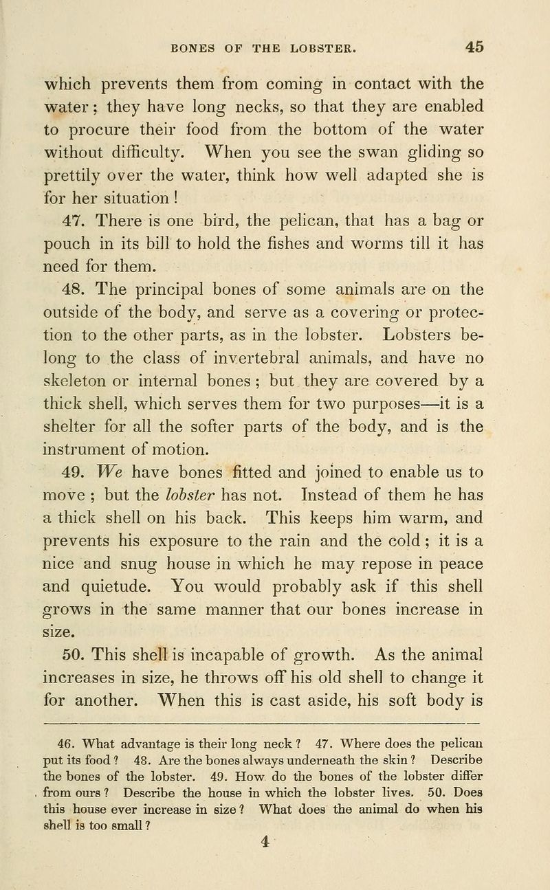 which prevents them from coming in contact with the water; they have long necks, so that they are enabled to procure their food from the bottom of the water without difficulty. When you see the swan gliding so prettily over the water, think how well adapted she is for her situation! 47. There is one bird, the pelican, that has a bag or pouch in its bill to hold the fishes and worms till it has need for them. 48. The principal bones of some animals are on the outside of the body, and serve as a covering or protec- tion to the other parts, as in the lobster. Lobsters be- long to the class of invertebral animals, and have no skeleton or internal bones ; but they are covered by a thick shell, which serves them for two purposes—it is a shelter for all the softer parts of the body, and is the instrument of motion. 49. We have bones fitted and joined to enable us to move ; but the lobster has not. Instead of them he has a thick shell on his back. This keeps him warm, and prevents his exposure to the rain and the cold; it is a nice and snug house in which he may repose in peace and quietude. You would probably ask if this shell grows in the same manner that our bones increase in size. 50. This shell is incapable of growth. As the animal increases in size, he throws off his old shell to change it for another. When this is cast aside, his soft body is 46. What advantage is their long neck ? 47. Where does the pelican put its food ? 48. Are the bones always underneath the skin ? Describe the bones of the lobster. 49. How do the bones of the lobster differ from ours ? Describe the house in which the lobster lives. 50. Does this house ever increase in size ? What does the animal do when his shell is too small ? 4