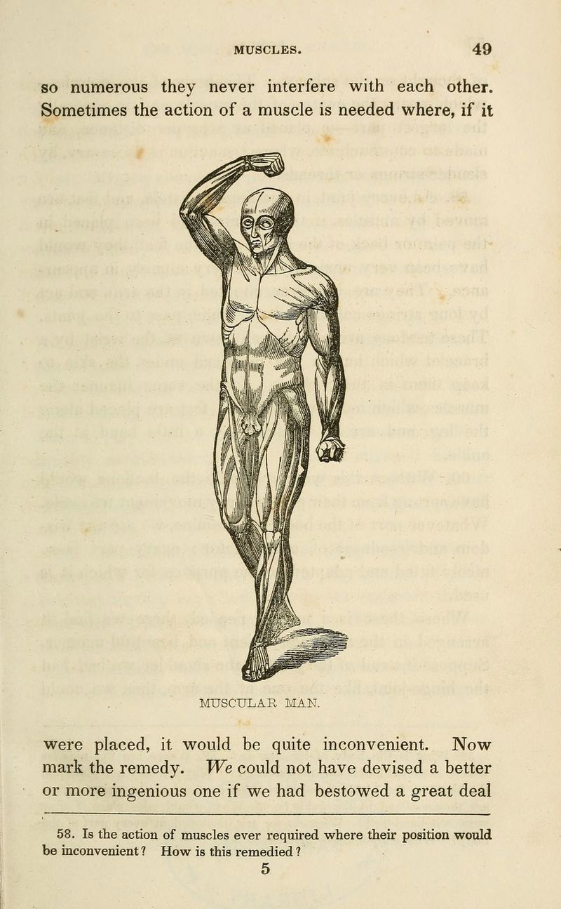 so numerous they never interfere with each other. Sometimes the action of a muscle is needed where, if it MUSCULAR MAN. were placed, it would be quite inconvenient. Now mark the remedy. We could not have devised a better or more ingenious one if we had bestowed a great deal 58. Is the action of muscles ever required where their position would be inconvenient ? How is this remedied ? 5