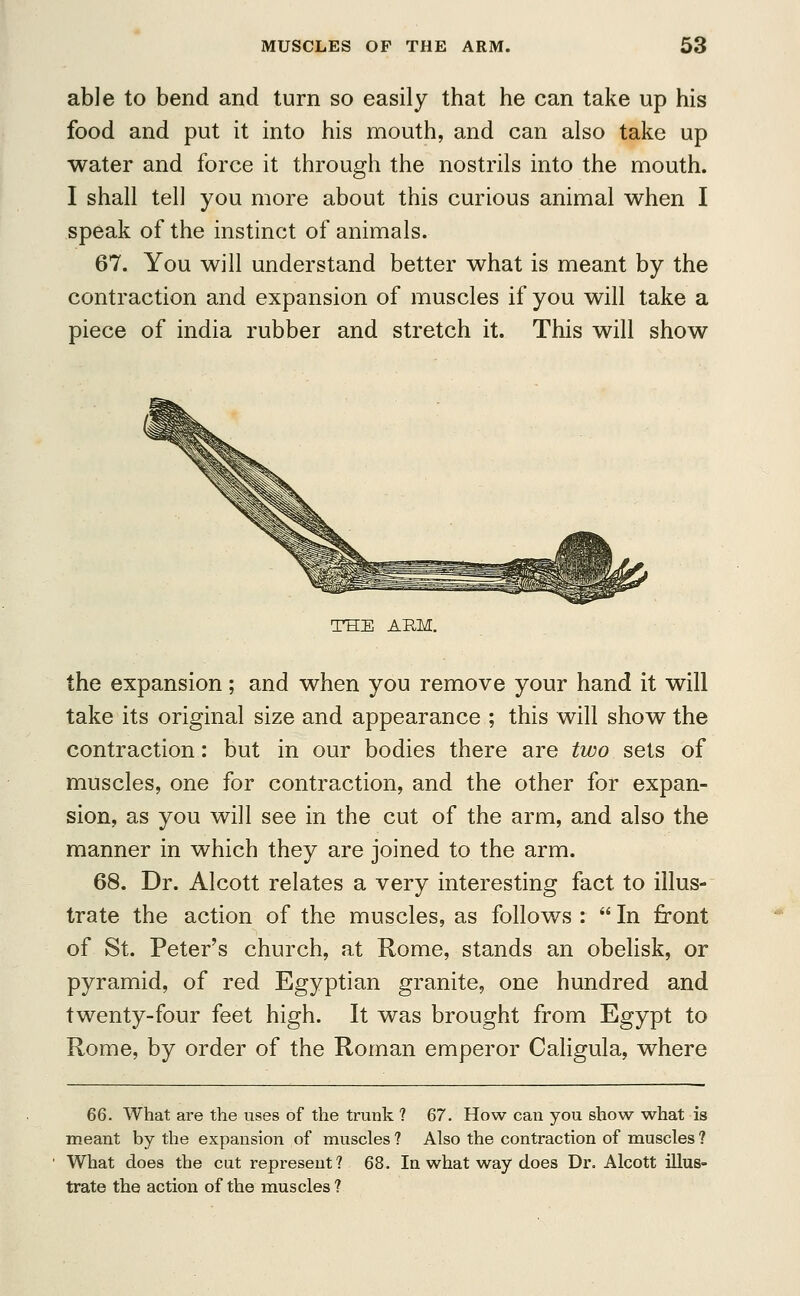 able to bend and turn so easily that he can take up his food and put it into his mouth, and can also take up water and force it through the nostrils into the mouth. I shall tell you more about this curious animal when I speak of the instinct of animals. 67. You will understand better what is meant by the contraction and expansion of muscles if you will take a piece of india rubber and stretch it. This will show THE ARM. the expansion; and when you remove your hand it will take its original size and appearance ; this will show the contraction: but in our bodies there are two sets of muscles, one for contraction, and the other for expan- sion, as you will see in the cut of the arm, and also the manner in which they are joined to the arm. 68. Dr. Alcott relates a very interesting fact to illus- trate the action of the muscles, as follows :  In front of St. Peter's church, at Rome, stands an obelisk, or pyramid, of red Egyptian granite, one hundred and twenty-four feet high. It was brought from Egypt to Rome, by order of the Roman emperor Caligula, where 66. What are the uses of the trunk ? 67. How can you show what is meant by the expansion of muscles ? Also the contraction of muscles ? What does the cut represent? 68. In what way does Dr. Alcott illus- trate the action of the muscles ?