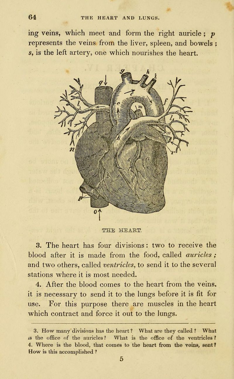 ing veins, which meet and form the right auricle ; p represents the veins from the liver, spleen, and bowels ? 5, is the left artery, one which nourishes the heart. THE HEART. 3. The heart has four divisions: two to receive the blood after it is made from the food, called auricles ; and two others, called ventricles, to send it to the several stations where it is most needed. 4. After the blood comes to the heart from the veins, it is necessary to send it to the lungs before it is fit for use. For this purpose there are muscles in the heart which contract and force it out to the lungs. 3. How many divisions has the heart? What are they called ? What is the office of the aui'icles ? What is the office of the ventricles / 4. Where is the blood, that comes to the heart from the veins, sent? How is this accomplished ? 5