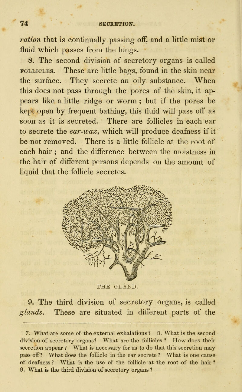 ration that is continually passing off, and a little mist or fluid which passes from the lungs. 8. The second division of secretory organs is called follicles. These are little bags, found in the skin near the surface. They secrete an oily substance. When this does not pass through the pores of the skin, it ap- pears like a little ridge or worm ; but if the pores be kept open by frequent bathing, this fluid will pass off as soon as it is secreted. There are follicles in each ear to secrete the ear-wax, which will produce deafness if it be not removed. There is a little follicle at the root of each hair ; and the difference between the moistness in the hair of different persons depends on the amount of liquid that the follicle secretes. THE GLAND. 9. The third division of secretory organs, is called glands. These are situated in different parts of the 7. What are some of the external exhalations ? 8. What is the second division of secretory organs? What are the follicles ? How does their secretion appear ? What is necessary for us to do that this secretion may pass off? What does the follicle in the ear secrete ? What is one cause of deafness ? What is the use of the follicle at the root of the hair ? 9. What is the third division of secretory organs ?