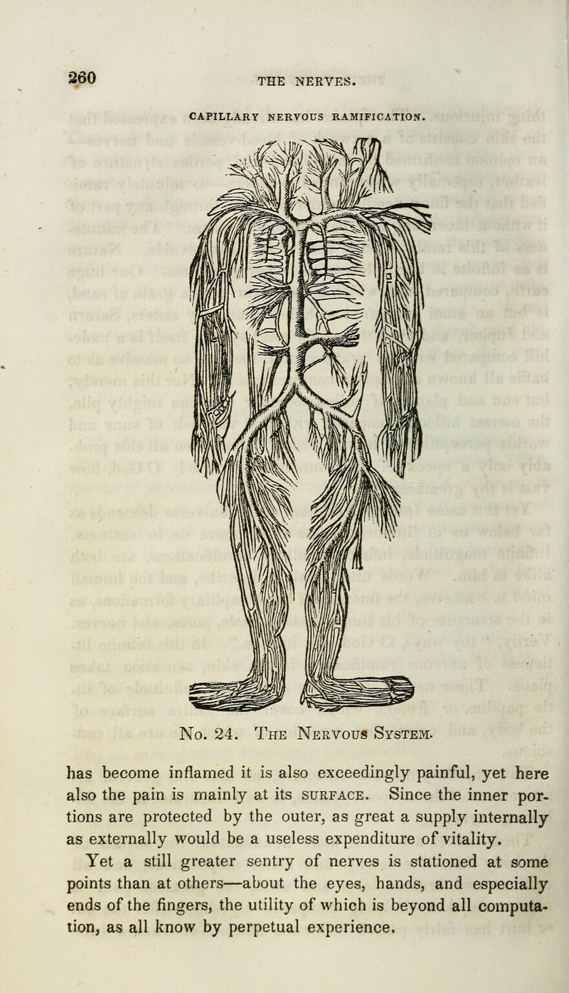 CAPILLARY NERVOUS RAMIFICATION. No. 24. The Nervous System. has become inflamed it is also exceedingly painful, yet here also the pain is mainly at its surface. Since the inner por- tions are protected by the outer, as great a supply internally as externally would be a useless expenditure of vitality. Yet a still greater sentry of nerves is stationed at some points than at others—about the eyes, hands, and especially ends of the fingers, the utility of which is beyond all computa- tion, as all know by perpetual experience.