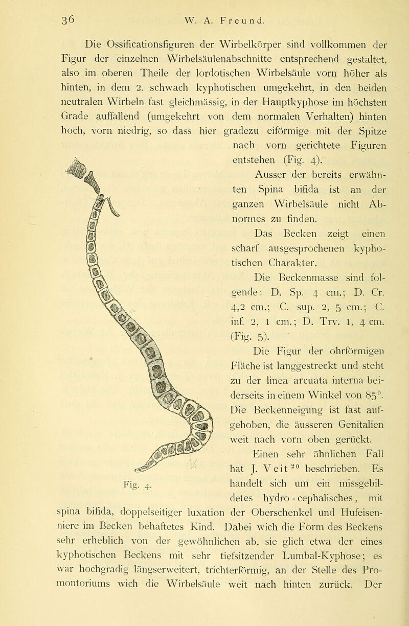Die Ossificationsfiguren der Wirbelkörper sind vollkommen der Figur der einzelnen Wirbelsäulenabschnitte entsprechend gestaltet, also im oberen Theile der lordotischen Wirbelsäule vorn höher als hinten, in dem 2. schwach kyphotischen umgekehrt, in den beiden neutralen Wirbeln fast gleichmässig, in der Hauptkyphose im höchsten Grade auffallend (umgekehrt von dem normalen Verhalten) hinten hoch, vorn niedrig, so dass hier gradezu eiförmige mit der Spitze nach vorn gerichtete Figuren entstehen (Fig. 4). Ausser der bereits erwähn- ten Spina bifida ist an der ganzen Wirbelsäule nicht Ab- normes zu finden. Das Becken zeigt einen scharf ausgesprochenen kypho- tischen Charakter. Die Beckenmasse sind fol- gende: D. Sp. 4 cm.; D. Cr. 4,2 cm.; C. sup. 2, 5 cm.; C. inf. 2, 1 cm.; D. Trv. l, 4cm. (Fig. 5). Die Figur der ohrformigen Fläche ist langgestreckt und steht zu der linea arcuata interna bei- derseits in einem Winkel von 85 °. Die Beckenneigung ist fast auf- gehoben, die äusseren Genitalien weit nach vorn oben gerückt. Einen sehr ähnlichen Fall hat J. Veit20 beschrieben. Es Fig. 4. handelt sich um ein missgebil- detes hydro - cephalisches , mit spina bifida, doppelseitiger luxation der Oberschenkel und Hufeisen- niere im Becken behaftetes Kind. Dabei wich die Form des Beckens sehr erheblich von der gewöhnlichen ab, sie glich etwa der eines kyphotischen Beckens mit sehr tiefsitzender Lumbal-Kyphose; es war hochgradig längserweitert, trichterförmig, an der Stelle des Pro- montoriums wich die Wirbelsäule weit nach hinten zurück. Der