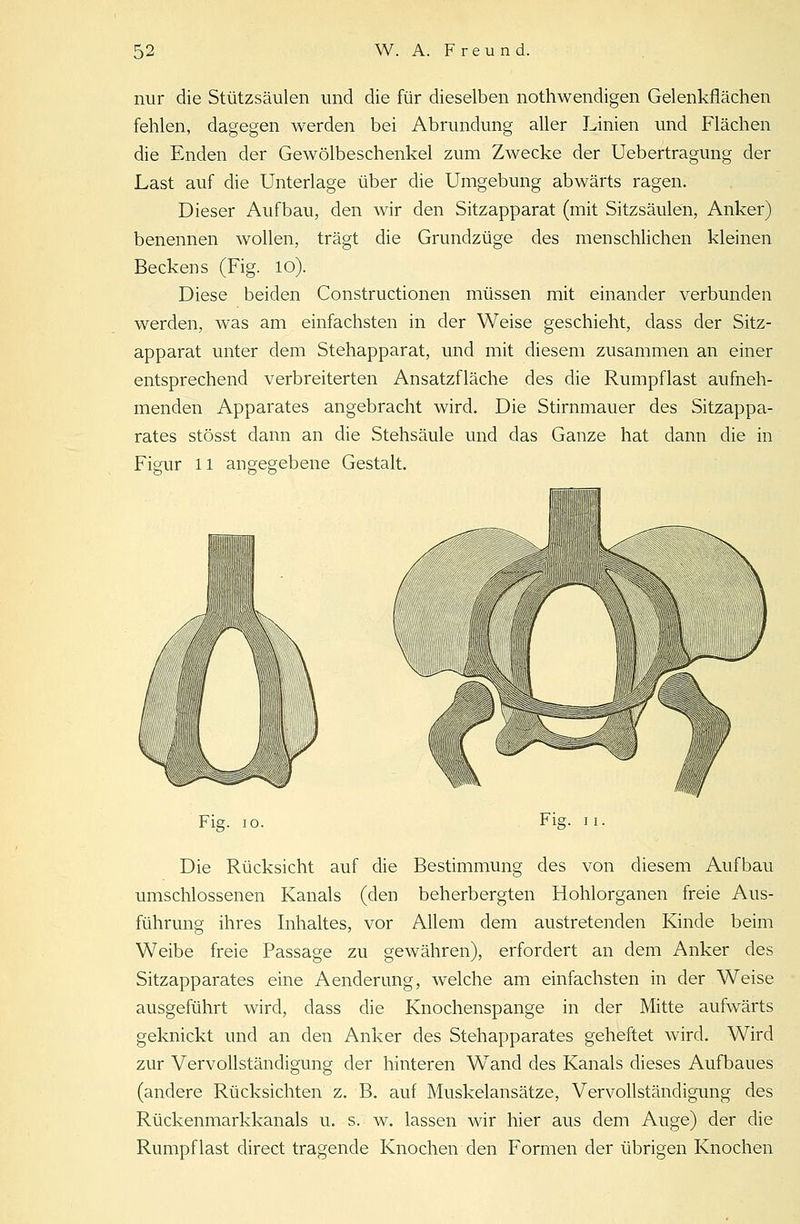 nur die Stützsäulen und die für dieselben nothwendigen Gelenkflächen fehlen, dagegen werden bei Abrundung aller Linien und Flächen die Enden der Gewölbeschenkel zum Zwecke der Uebertragung der Last auf die Unterlage über die Umgebung abwärts ragen. Dieser Aufbau, den wir den Sitzapparat (mit Sitzsäulen, Anker) benennen wollen, trägt die Grundzüge des menschlichen kleinen Beckens (Fig. 10). Diese beiden Constructionen müssen mit einander verbunden werden, was am einfachsten in der Weise geschieht, dass der Sitz- apparat unter dem Stehapparat, und mit diesem zusammen an einer entsprechend verbreiterten Ansatzfläche des die Rumpflast aufneh- menden Apparates angebracht wird. Die Stirnmauer des Sitzappa- rates stösst dann an die Stehsäule und das Ganze hat dann die in Figur 11 angegebene Gestalt. Fis. io. Fig. i Die Rücksicht auf die Bestimmung des von diesem Aufbau umschlossenen Kanals (den beherbergten Hohlorganen freie Aus- führung ihres Inhaltes, vor Allem dem austretenden Kinde beim Weibe freie Passage zu gewähren), erfordert an dem Anker des Sitzapparates eine Aenderung, welche am einfachsten in der Weise ausgeführt wird, dass die Knochenspange in der Mitte aufwärts geknickt und an den Anker des Stehapparates geheftet wird. Wird zur Vervollständigung der hinteren Wand des Kanals dieses Aufbaues (andere Rücksichten z. B. auf Muskelansätze, Vervollständigung des Rückenmarkkanals u. s. w. lassen wir hier aus dem Auge) der die Rumpf last direct tragende Knochen den Formen der übrigen Knochen
